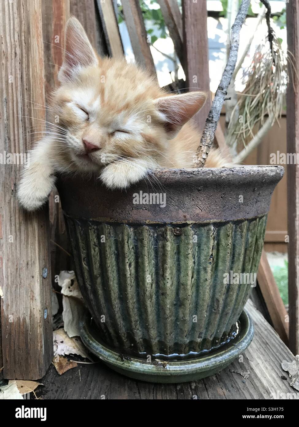 Kätzchen schläft in einem Blumentopf Stockfoto