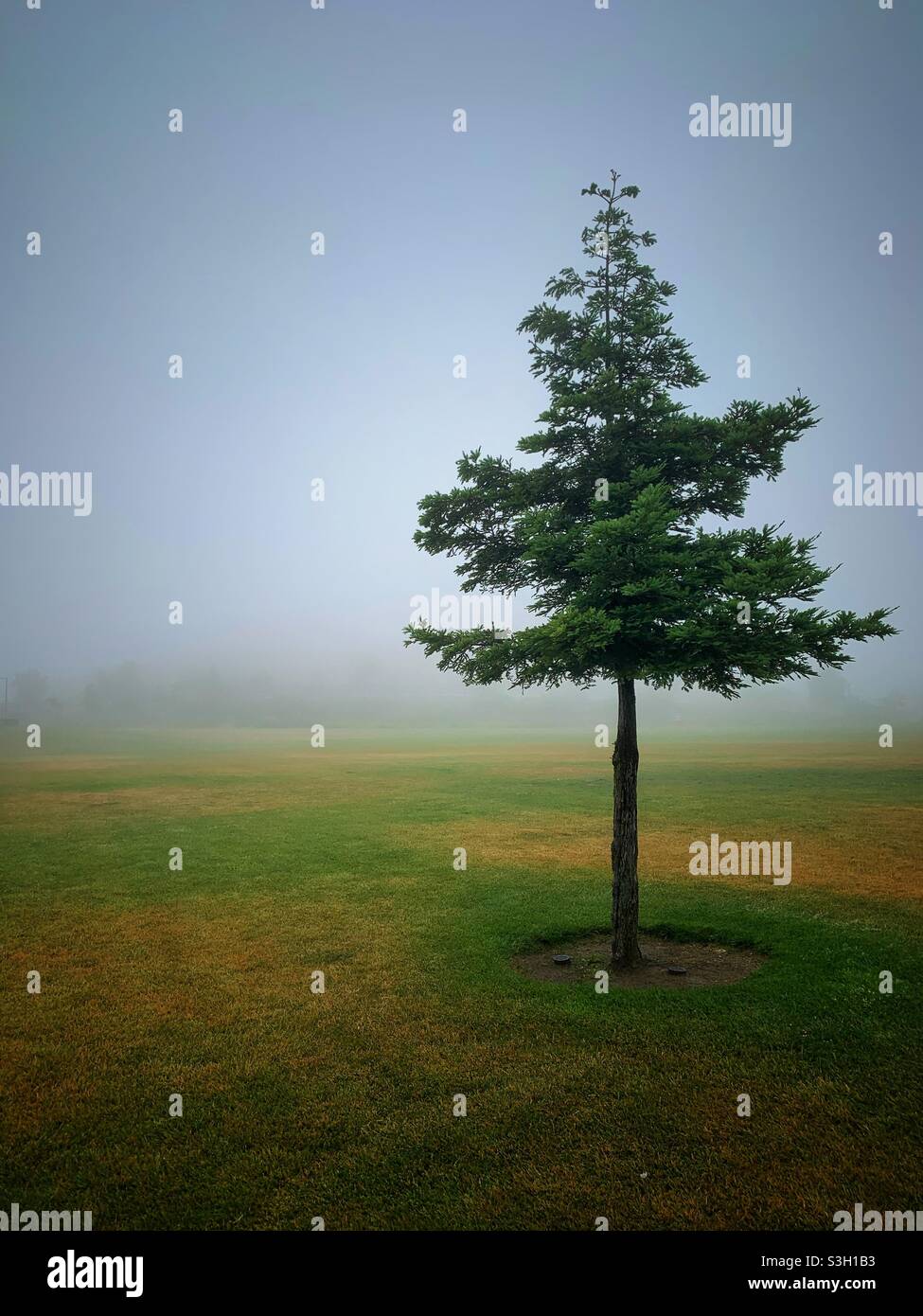 Einzelner Baum im Nebel Stockfoto
