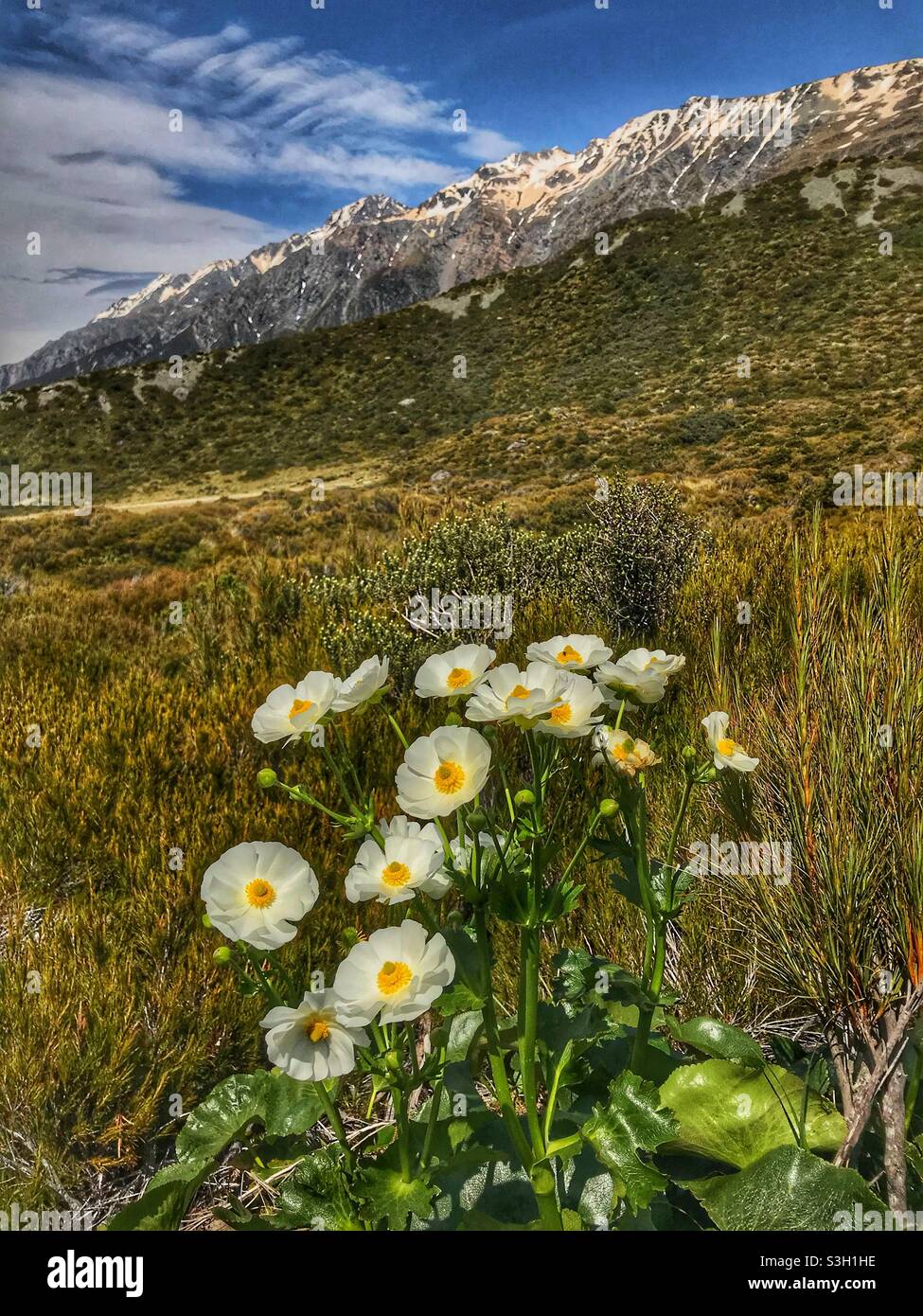 Der Mount Cook Buttercup (Ranunculus lyallii) blüht auf einer Bergwiese neben dem Hooker Valley Track im Aoraki Mount Cook Nationalpark, Region Canterbury, Südinsel, Neuseeland - Smartphone-aufgenommenes Stockfoto
