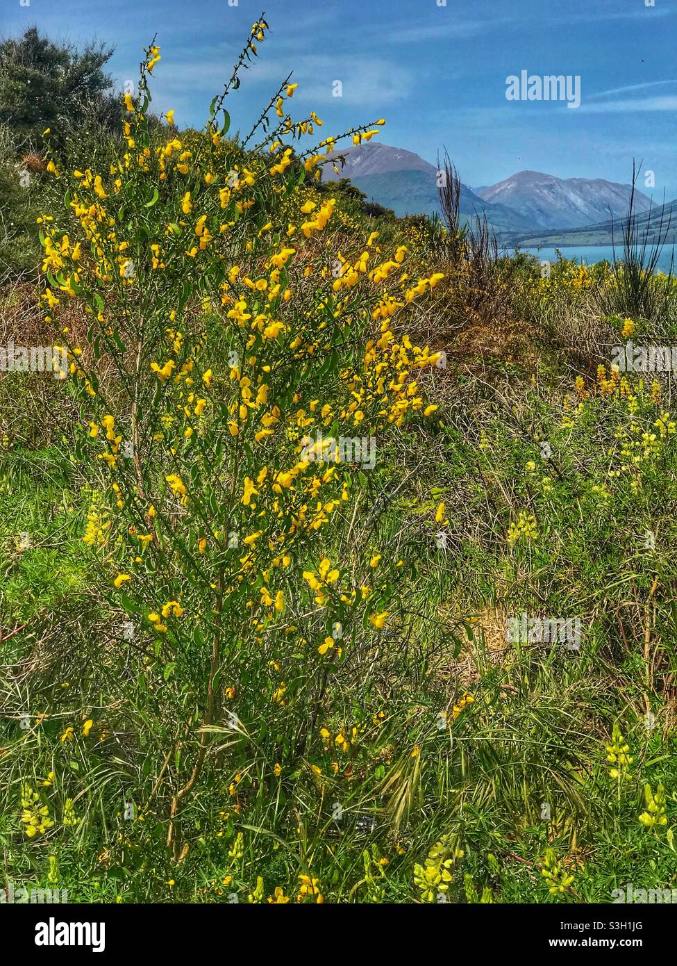Kowhai (Sophora tetraptera) Strauch am Ufer des Lake Wakatipu in der Nähe von Queenstown, Region Otago, Südinsel, Neuseeland - Smartphone-aufgenommenes Stockfoto