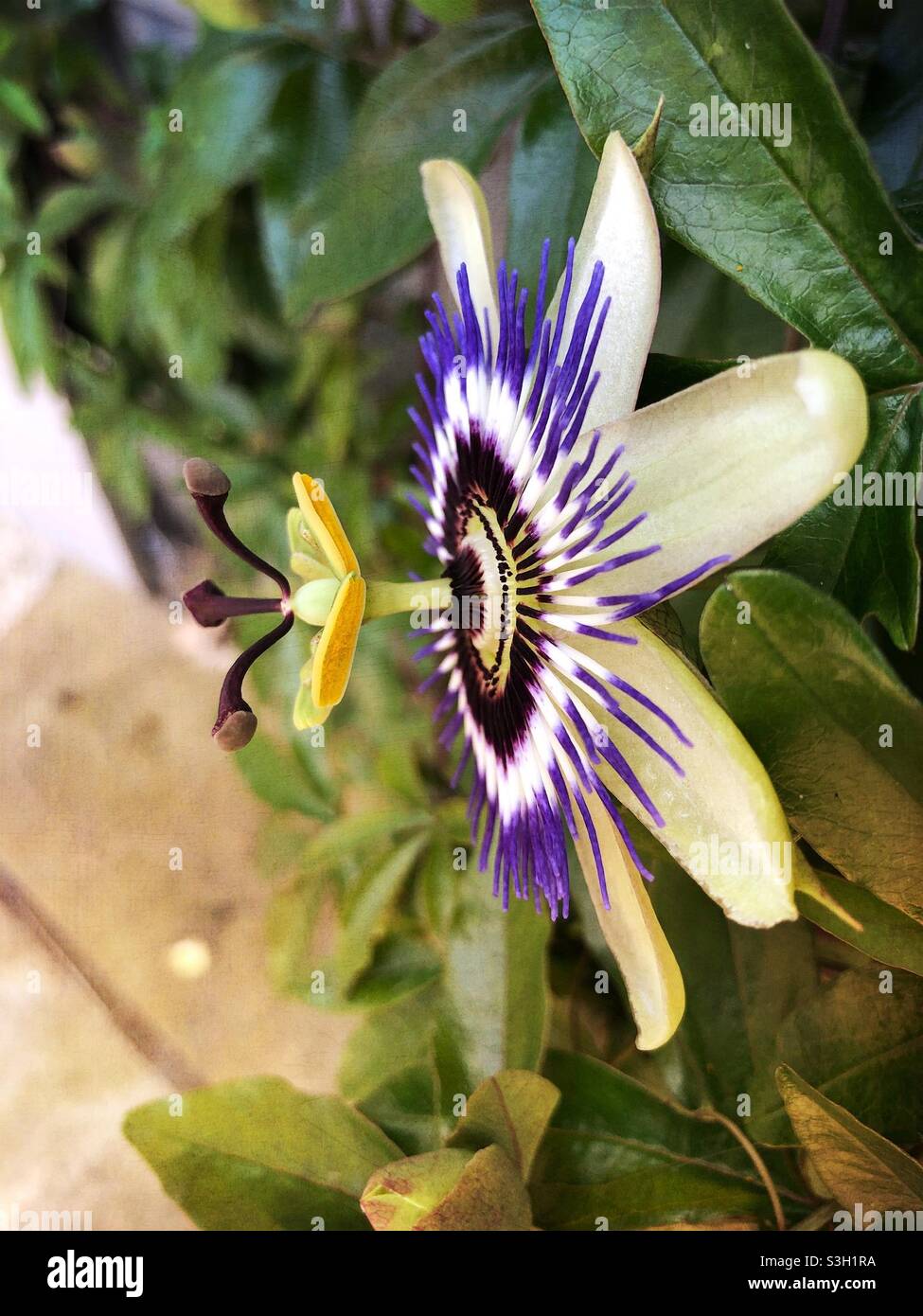 Seitenansicht der Passionsblume - Smartphone-aufgenommenes Stockfoto