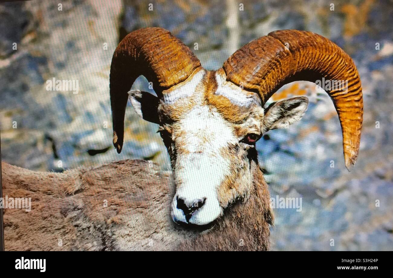 Big Horn Rocky Mountain Schafe, Tierwelt - Smartphone-aufgenommenes Stockfoto