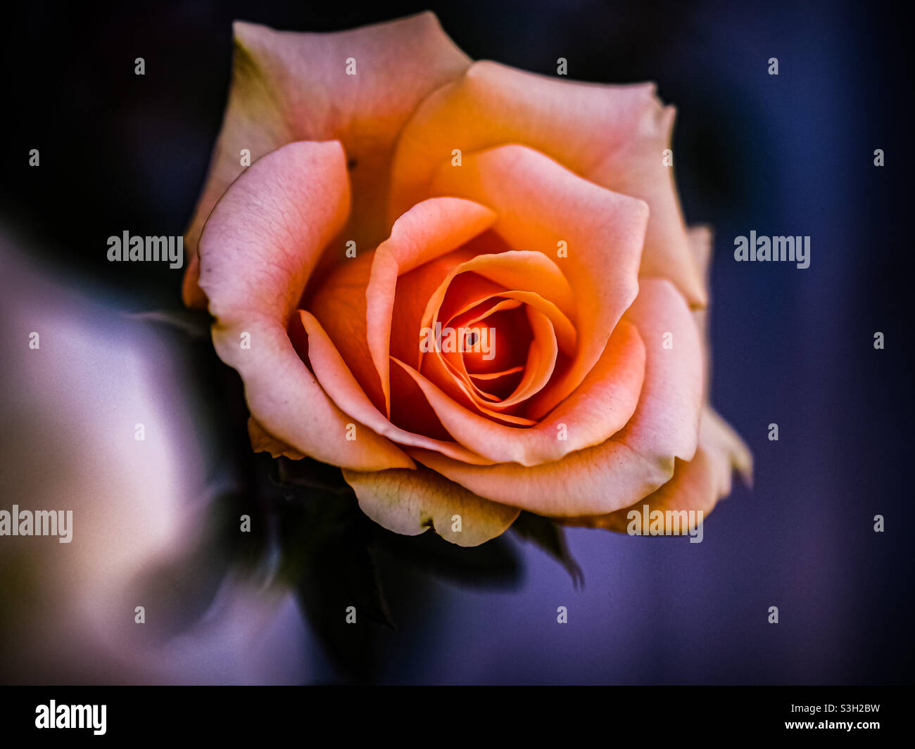 Pfirsich-Rose Knospe in der Morgendämmerung Stockfoto