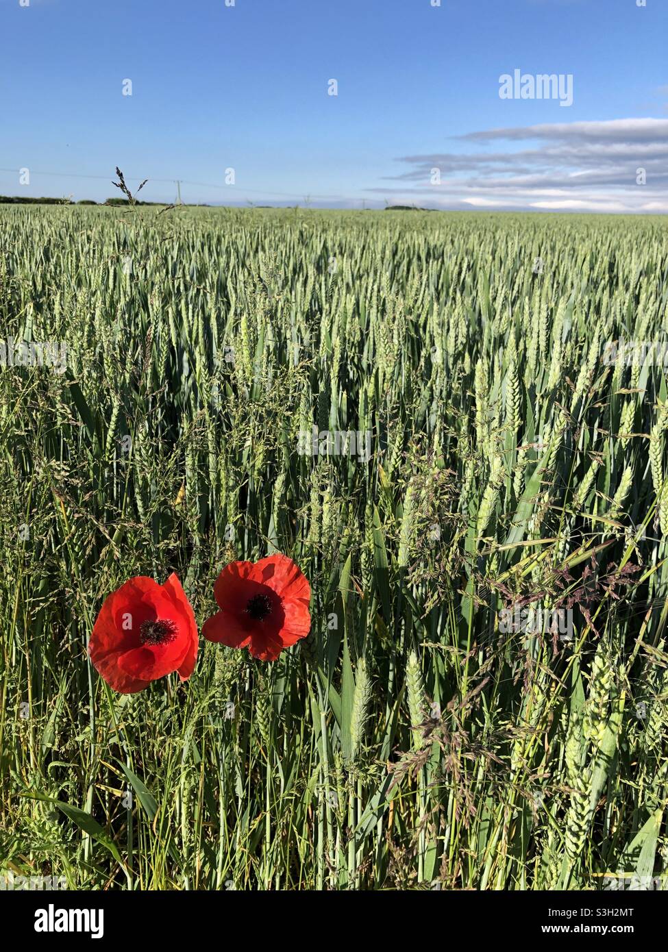 Feld Mohnblumen in Blüte in einem Feld von Winterweizen im Sommer, Großbritannien - Smartphone-aufgenommenes Stockfoto