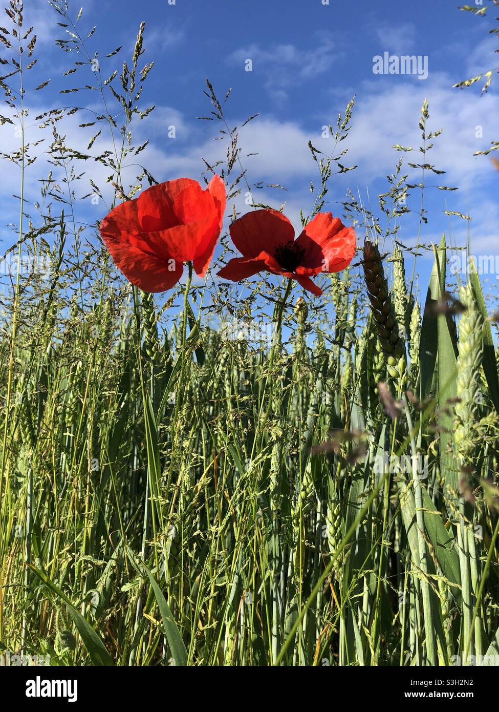 Zwei Feldmohn in Blüte in einem Weizenfeld im Sommer, Vereinigtes Königreich - Smartphone-aufgenommenes Stockfoto