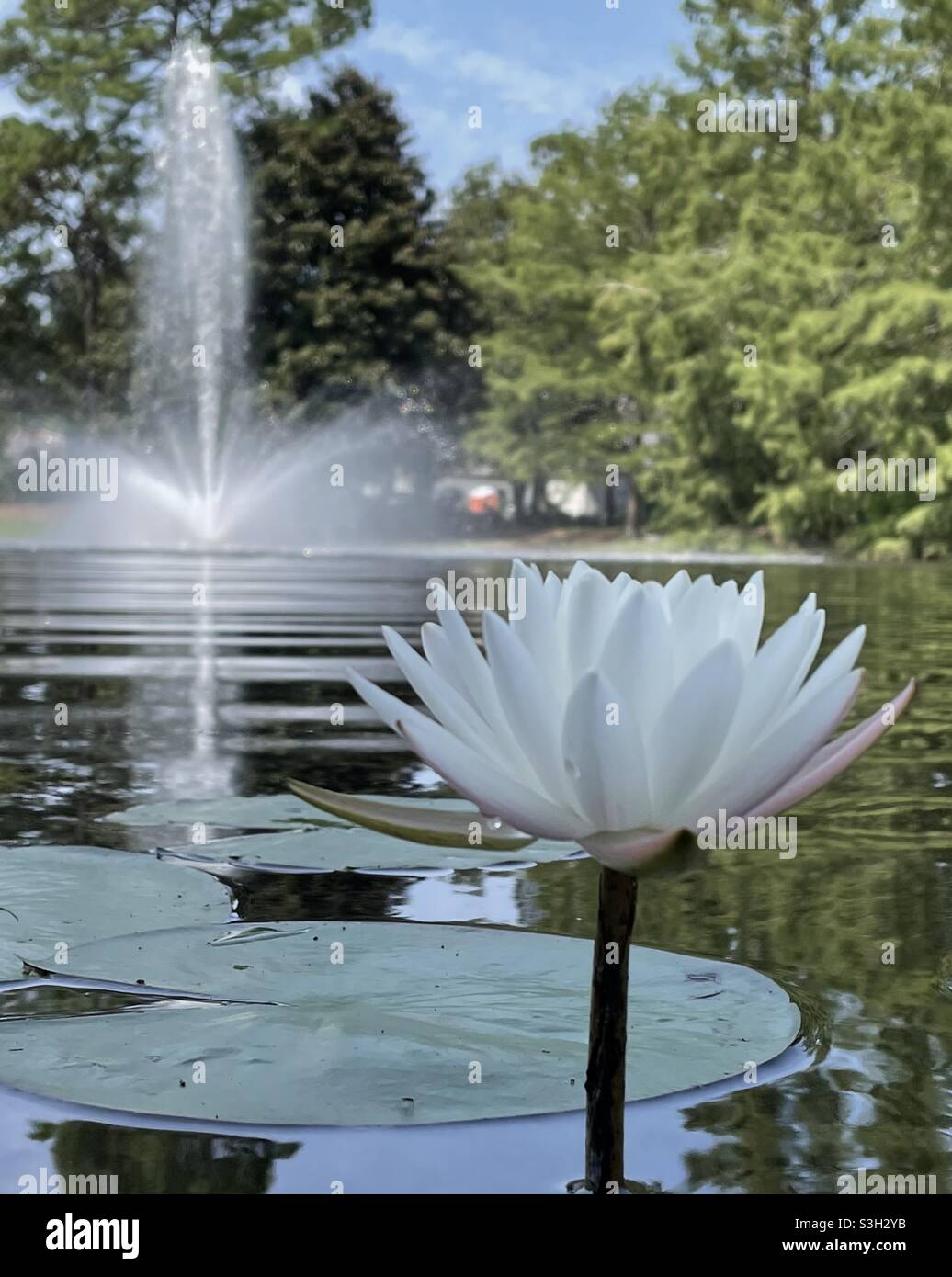 Seerose mit einem verschwommenen Springbrunnen im Hintergrund - Smartphone-aufgenommenes Stockfoto