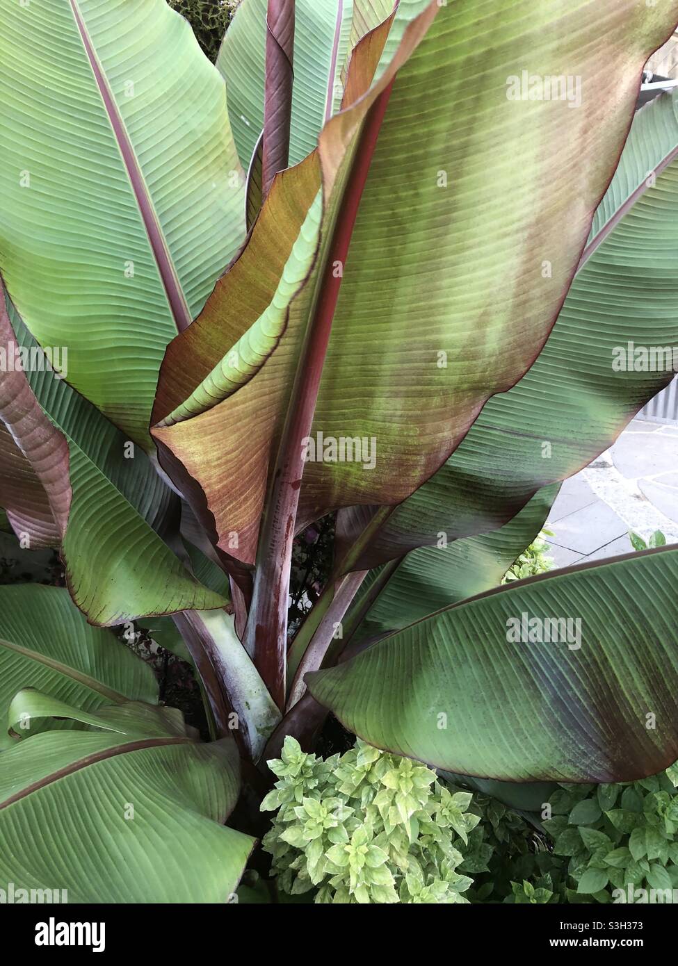 Tropicals to the Rescue Stockfoto