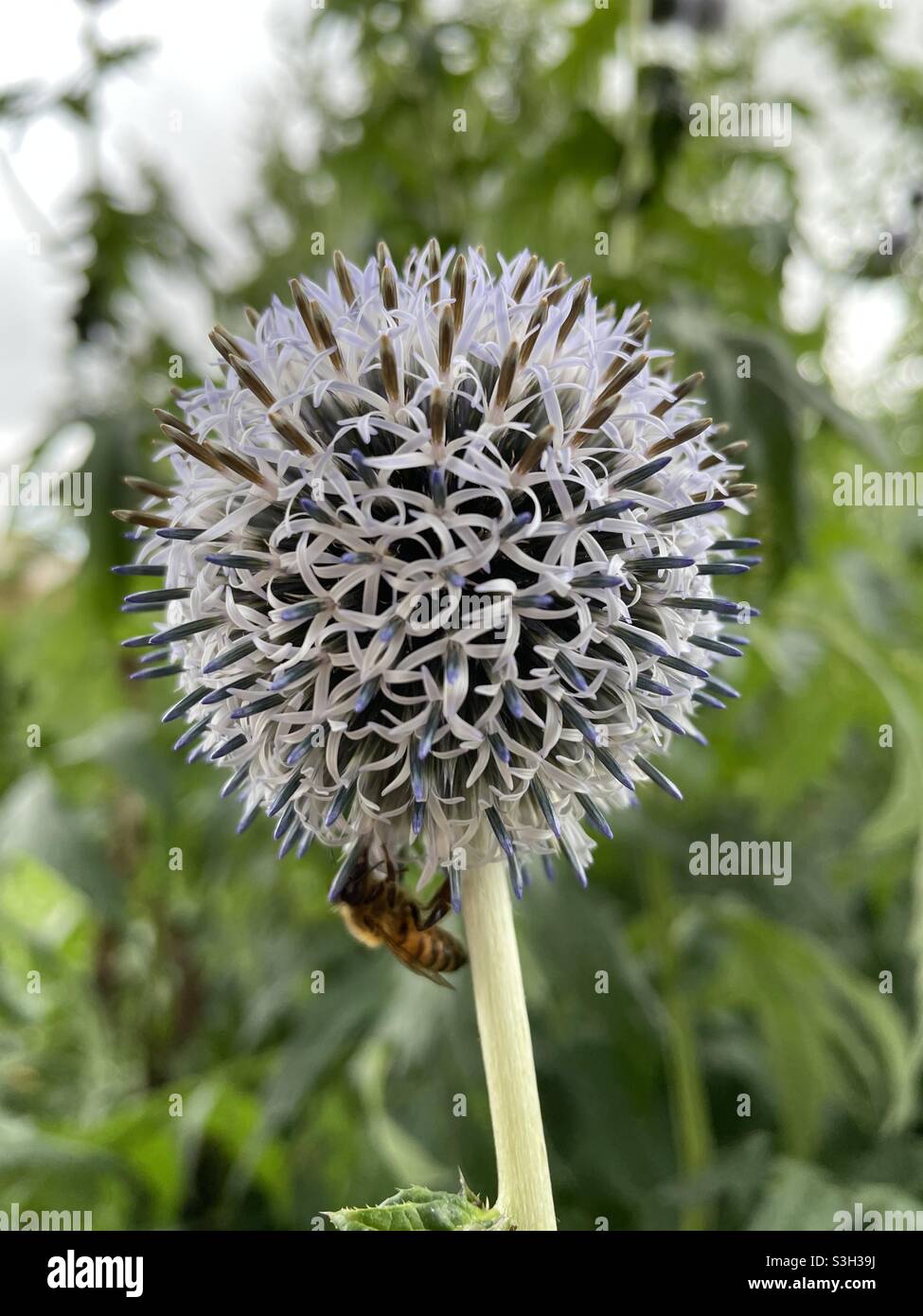 Kugelförmige Fliederblüte mit Biene Stockfoto