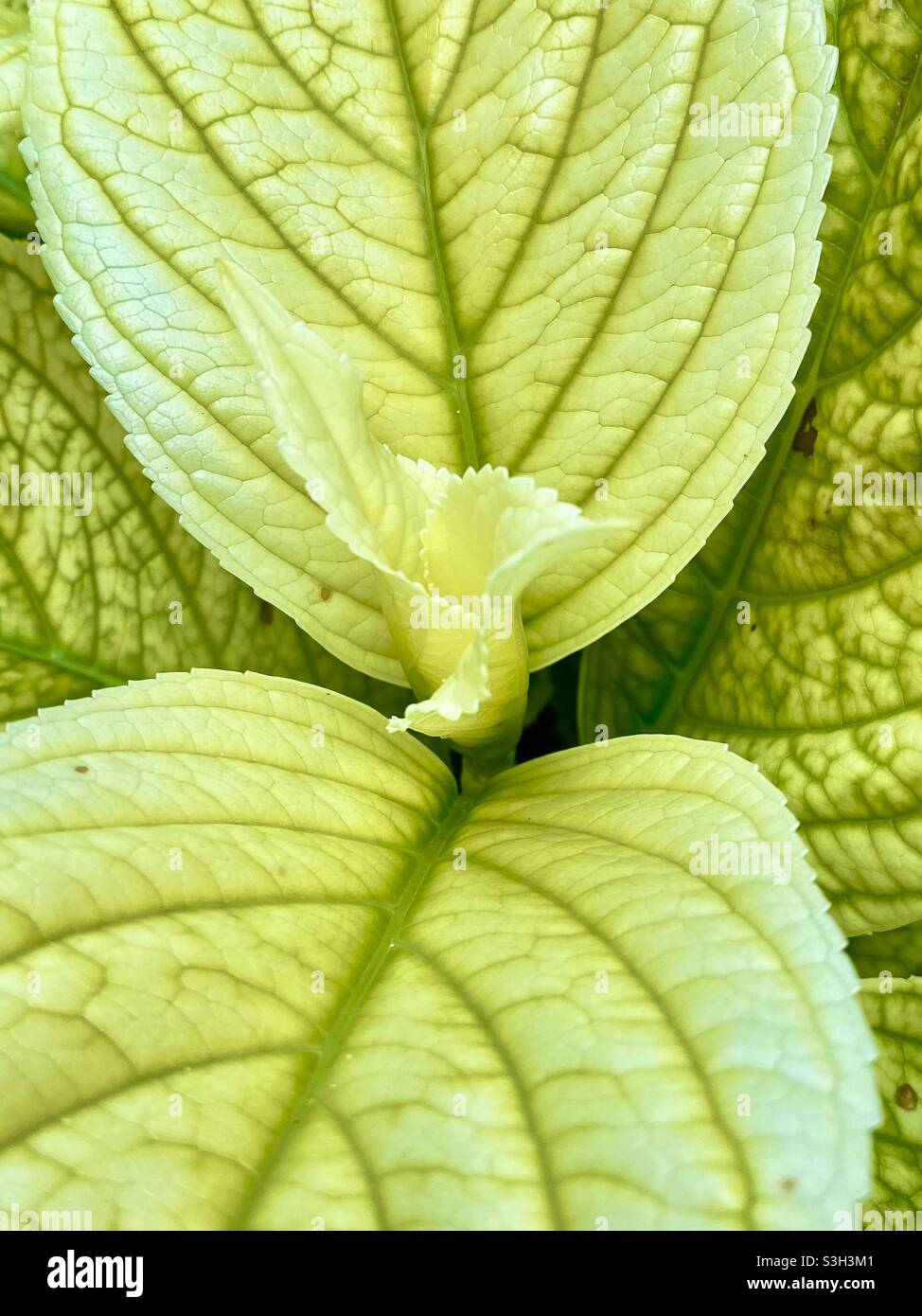 Natur Fotografie Nahaufnahme Hintergrundbilder Stockfotografie Alamy