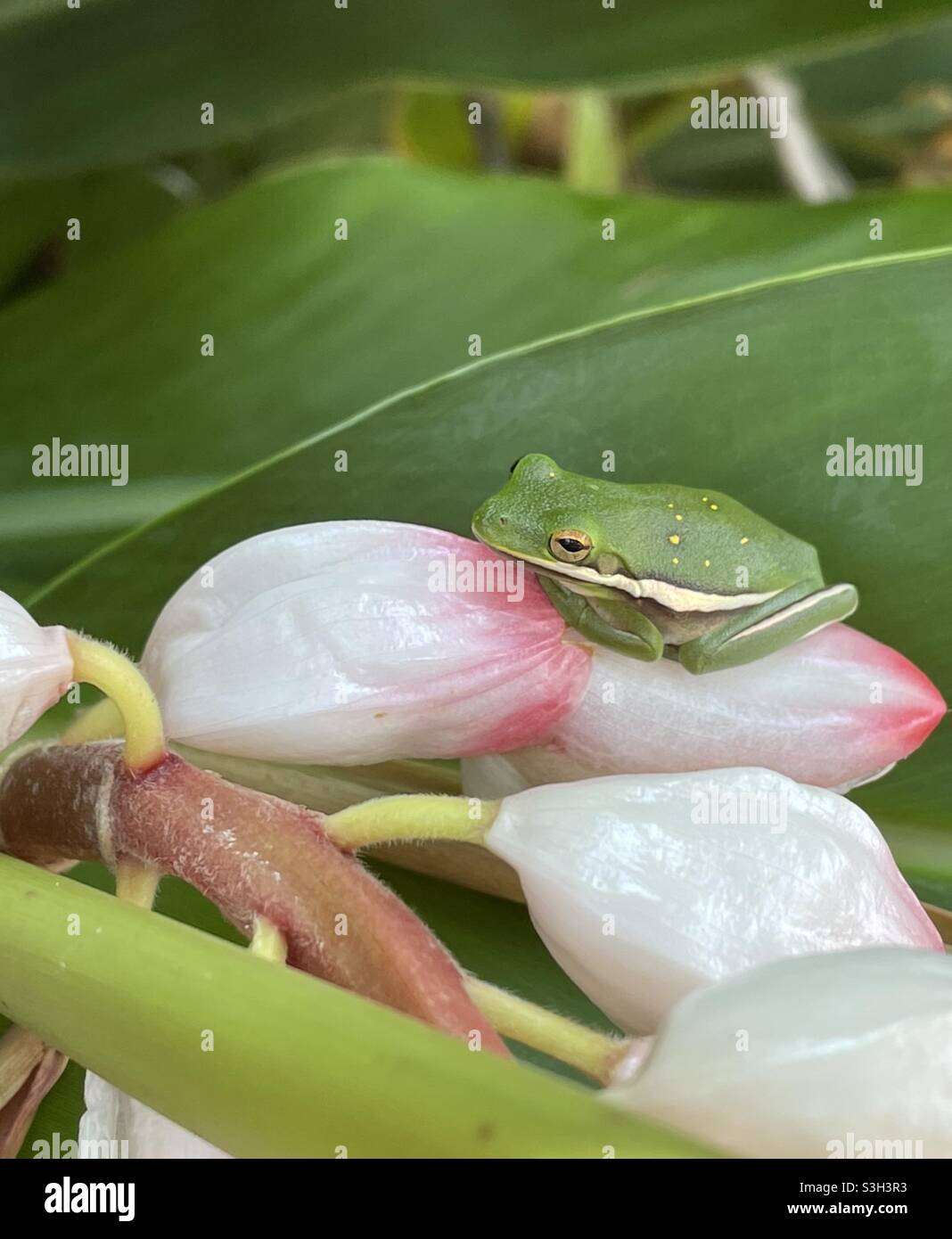 Grüner Baumfrosch auf bunten Knoblauchschoten Stockfoto