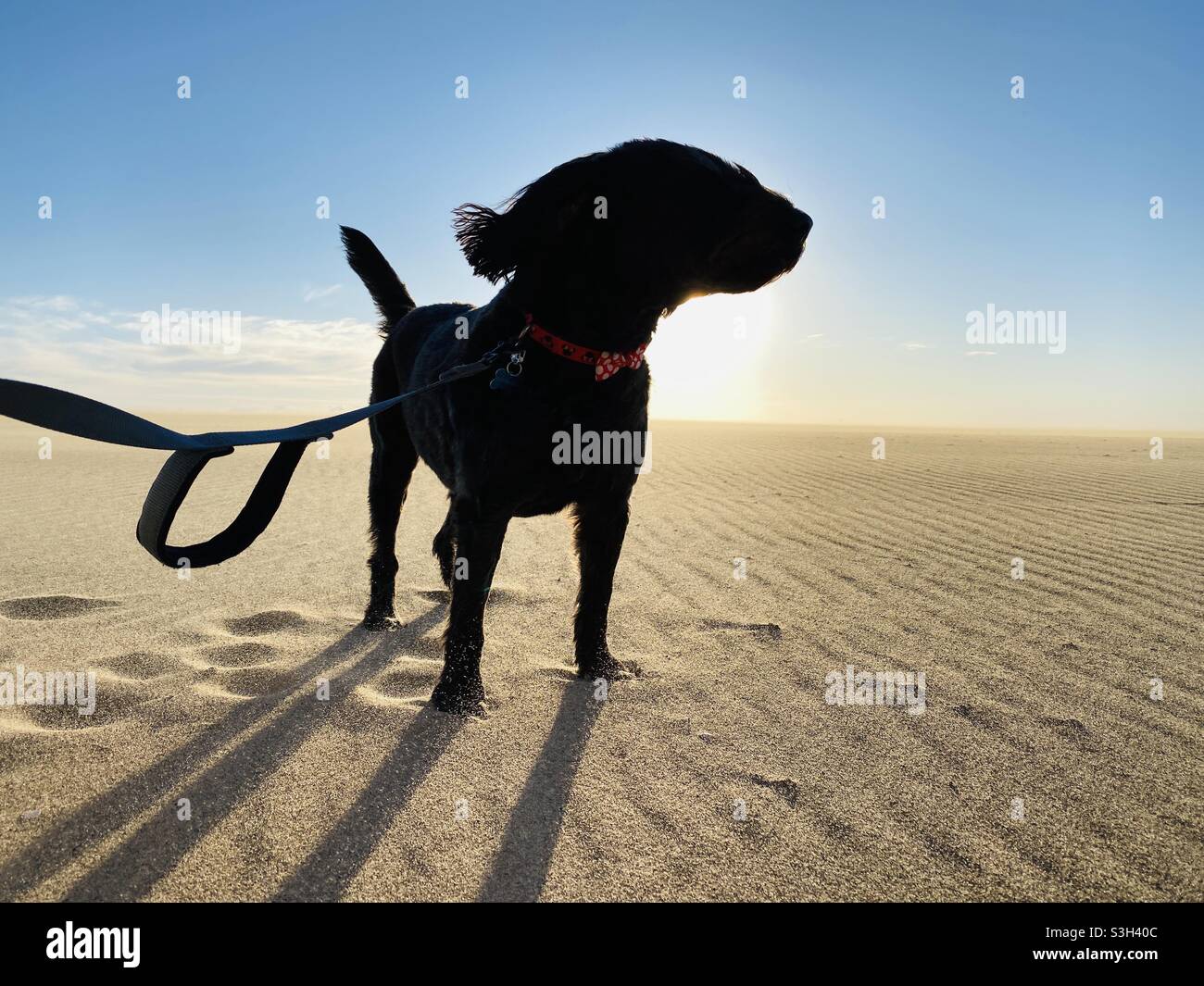 Ein schwarzer Labradoodle steht an einem windigen Strand. Stockfoto