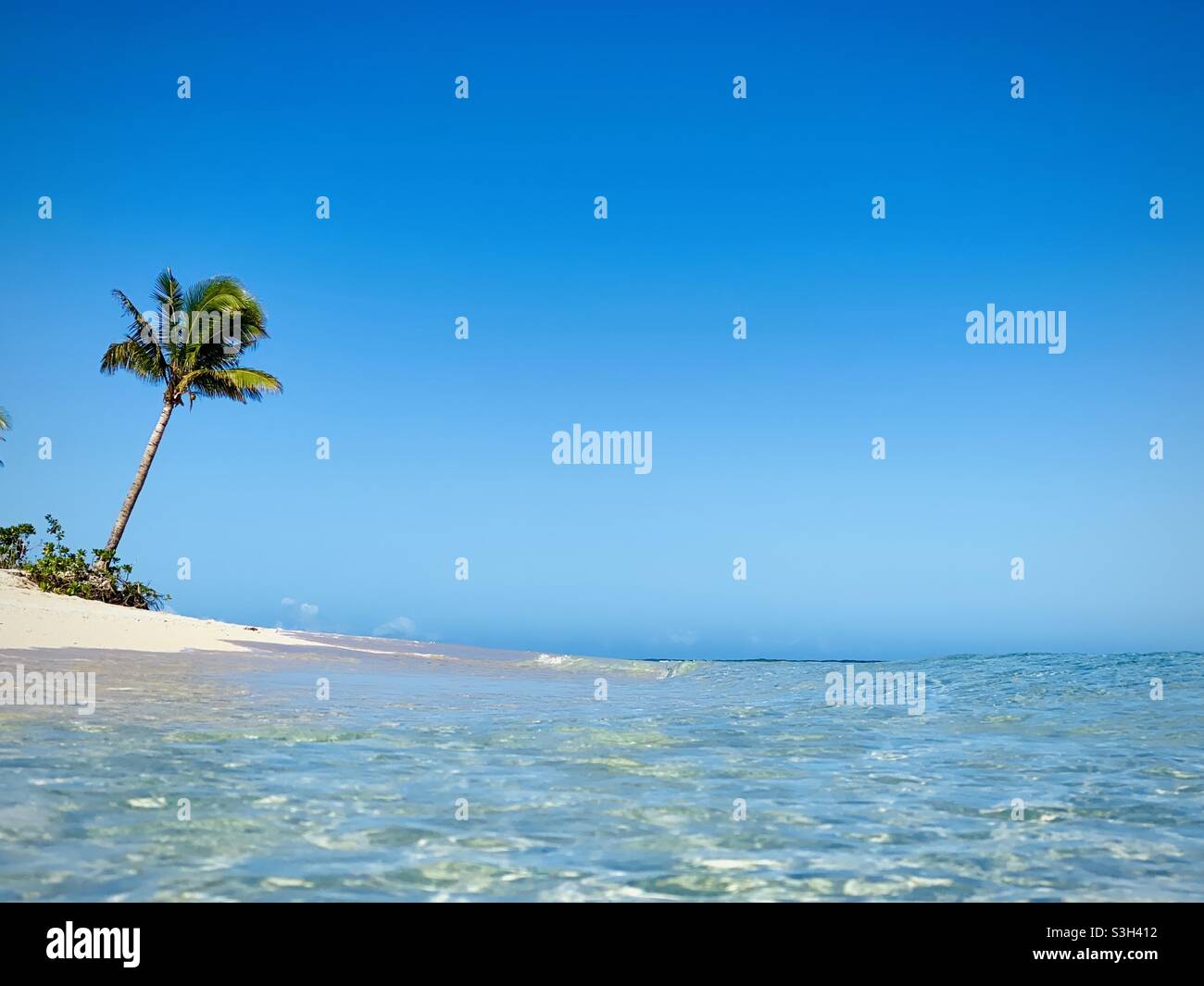 Eine Palme am Strand. Tavarua Island, Fidschi. Stockfoto