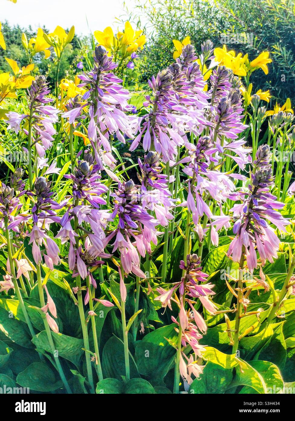 Lila Blüten auf einer großen Hostapflanze. Stockfoto