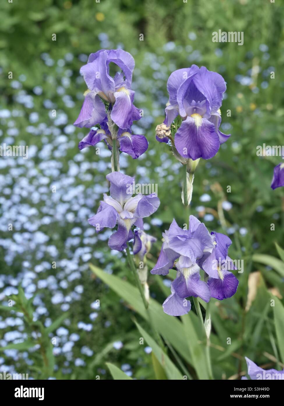 Purpur irises mit azurblauen Vergissmeinnicht-Augen hinter bei Mottisfont in Hampshire Stockfoto