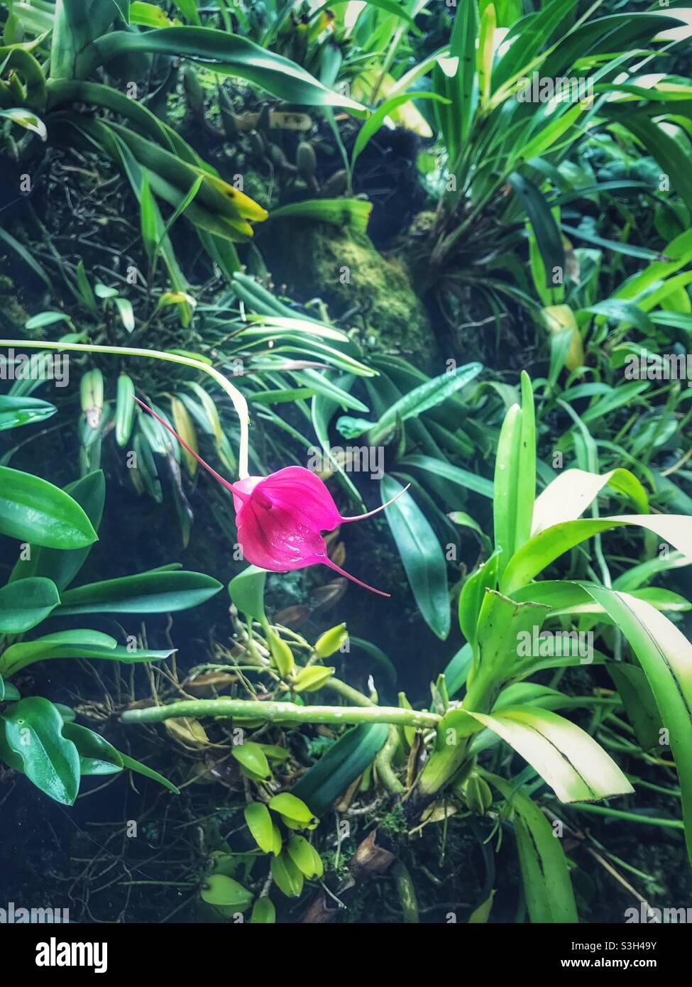 Orchid in Gardens by the Bay, Singapur - Smartphone-aufgenommenes Stockfoto