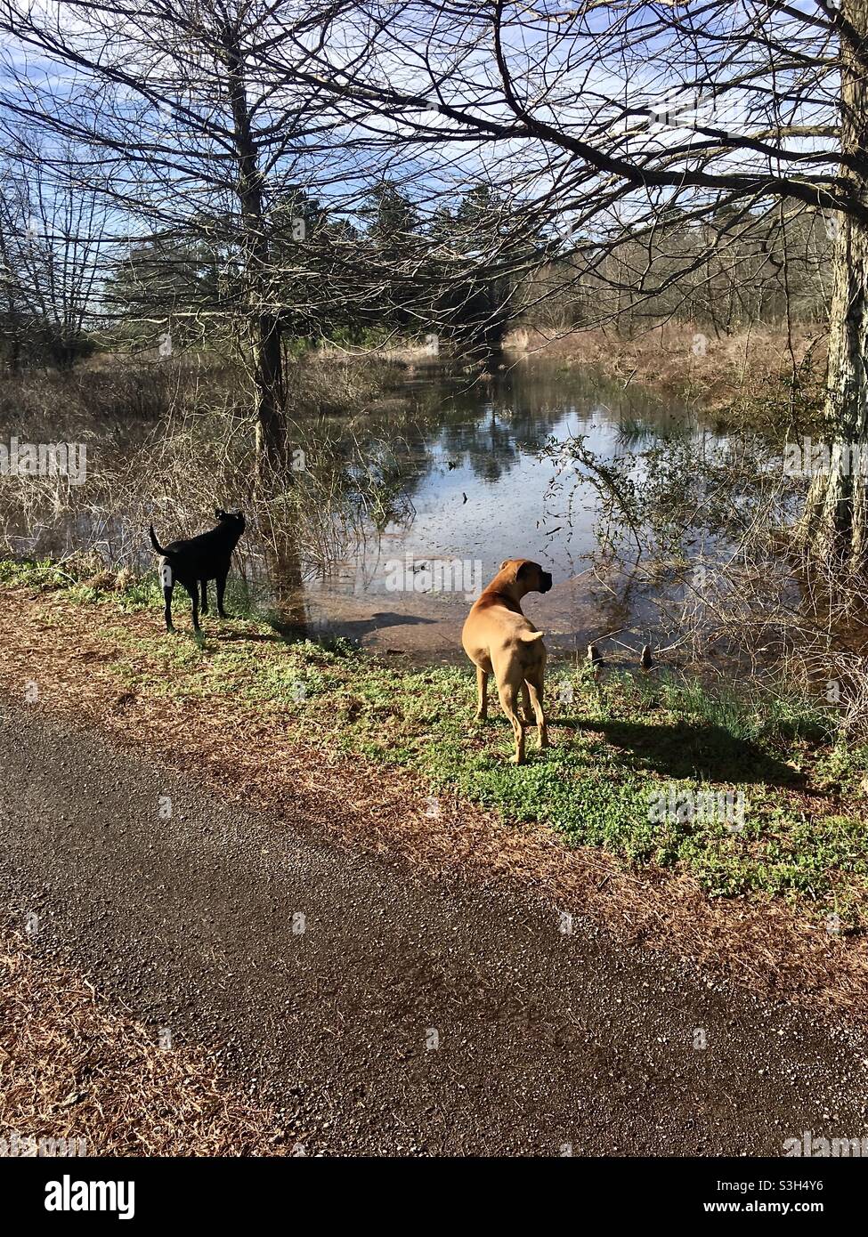 Hunde, die im Winter über Sumpf oder Sumpfland blicken Stockfoto