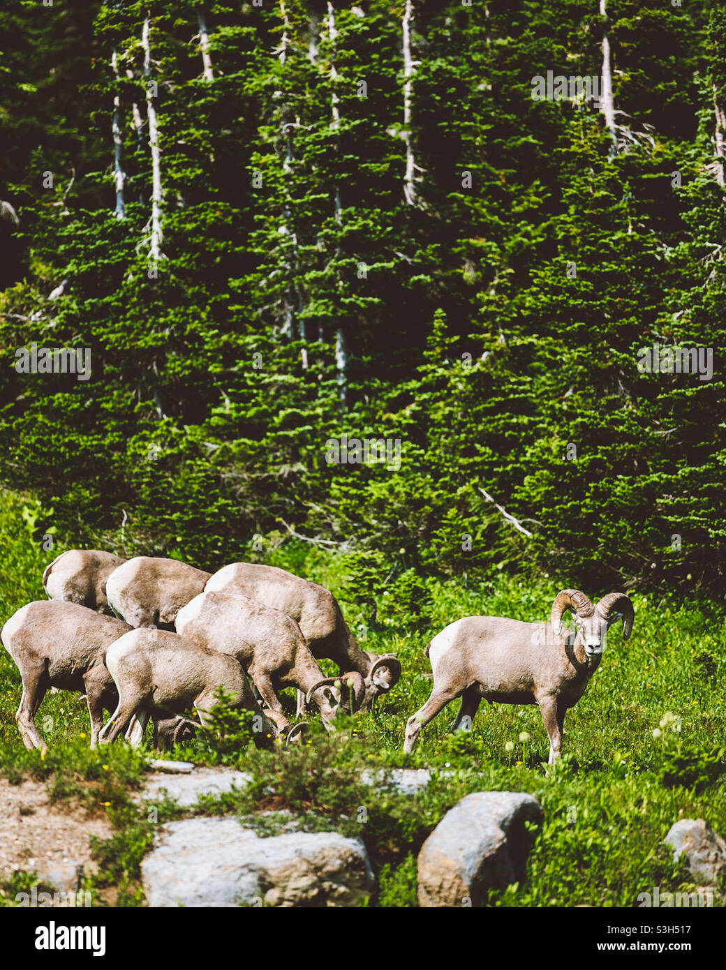 Big Horn Schafe - Smartphone-aufgenommenes Stockfoto