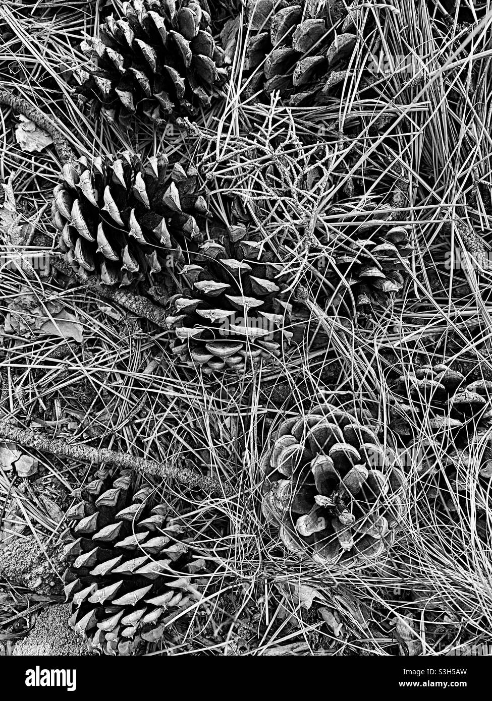 Tannenzapfen und Nadeln auf dem Waldboden, in schwarz und weiß Stockfoto