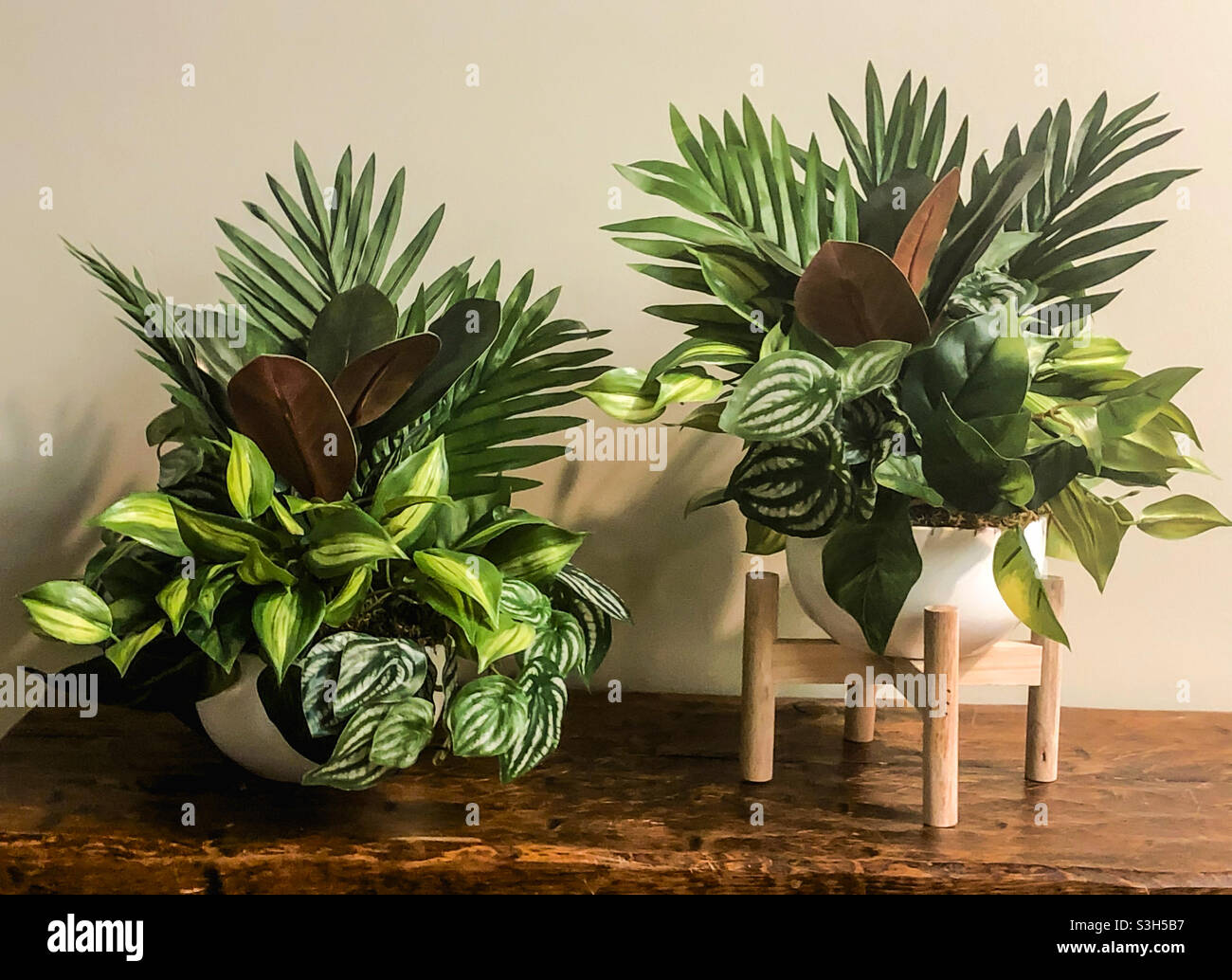 Pothos und Farn Zimmerpflanzen Stockfoto