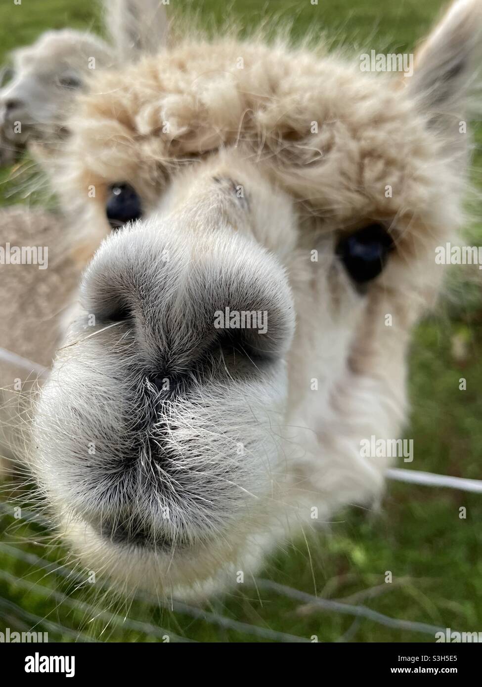 Kurioser Alpaka - Smartphone-aufgenommenes Stockfoto