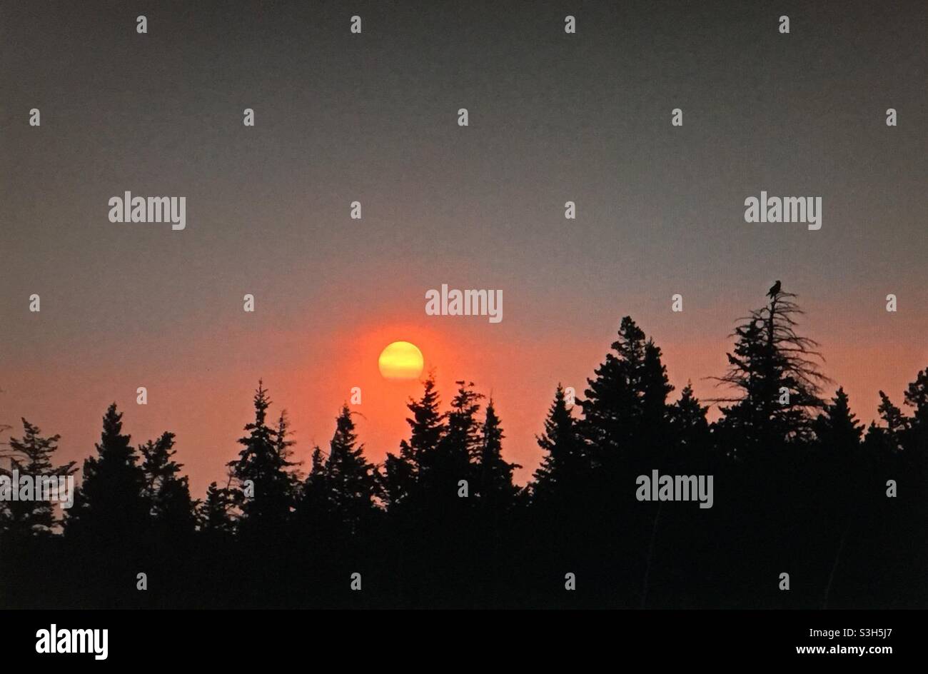 Rauchiger Sonnenuntergang, immergrüner Wald, Waldbrände, Rauch, globale Erwärmung Stockfoto