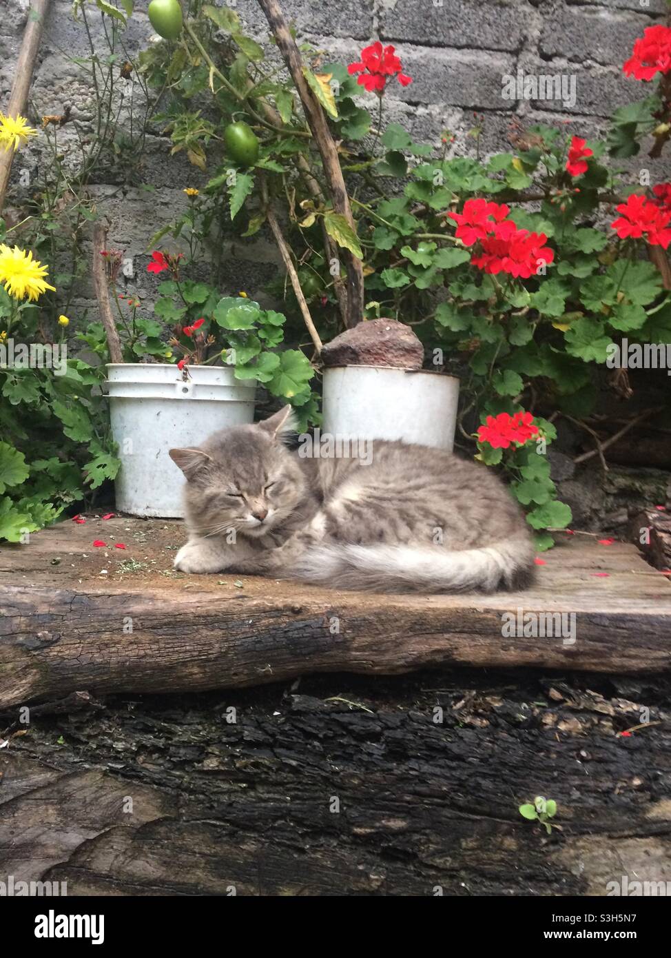Katzenschlaf in der Natur Stockfoto