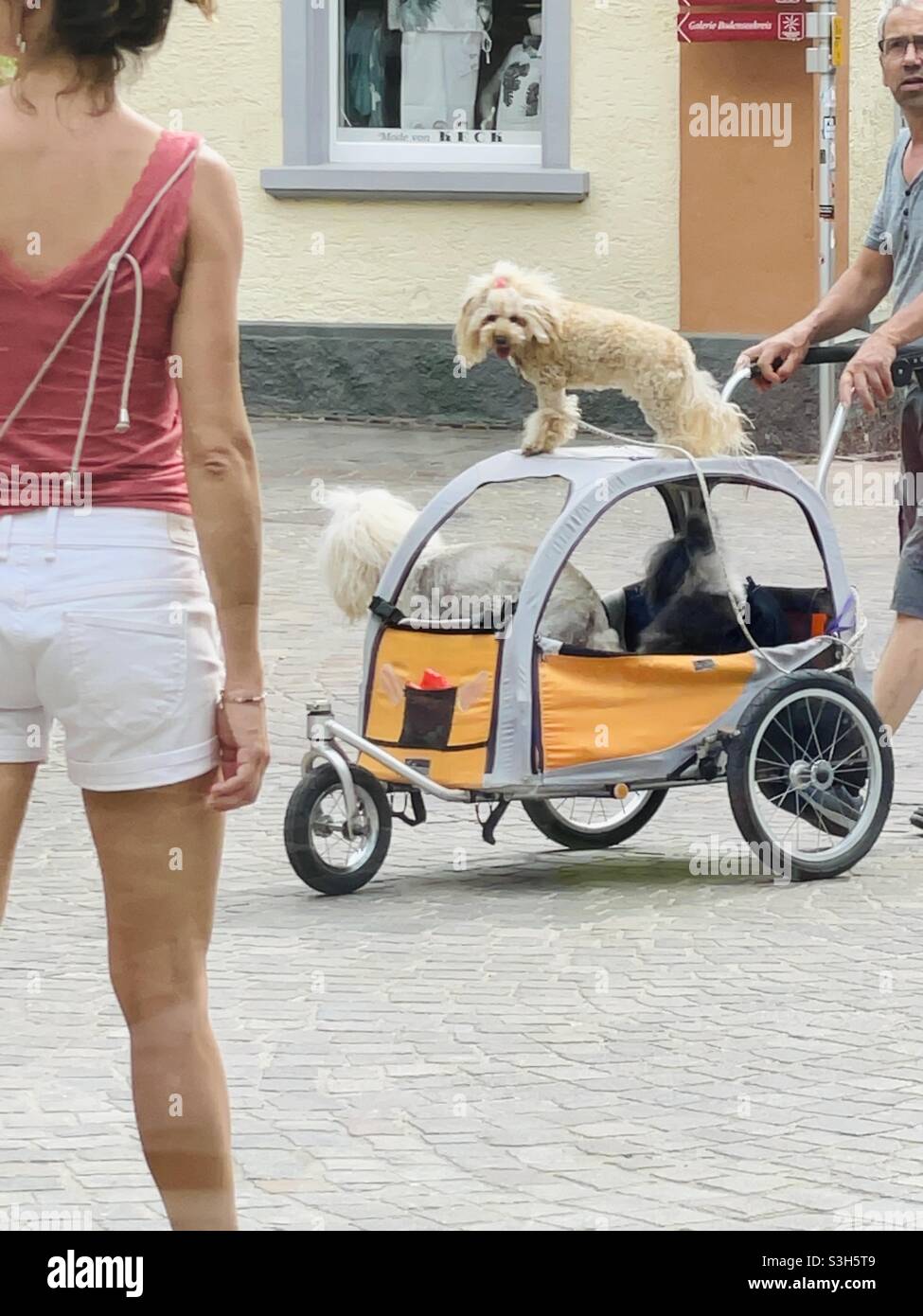 Das Leben auf der Straße. Stockfoto