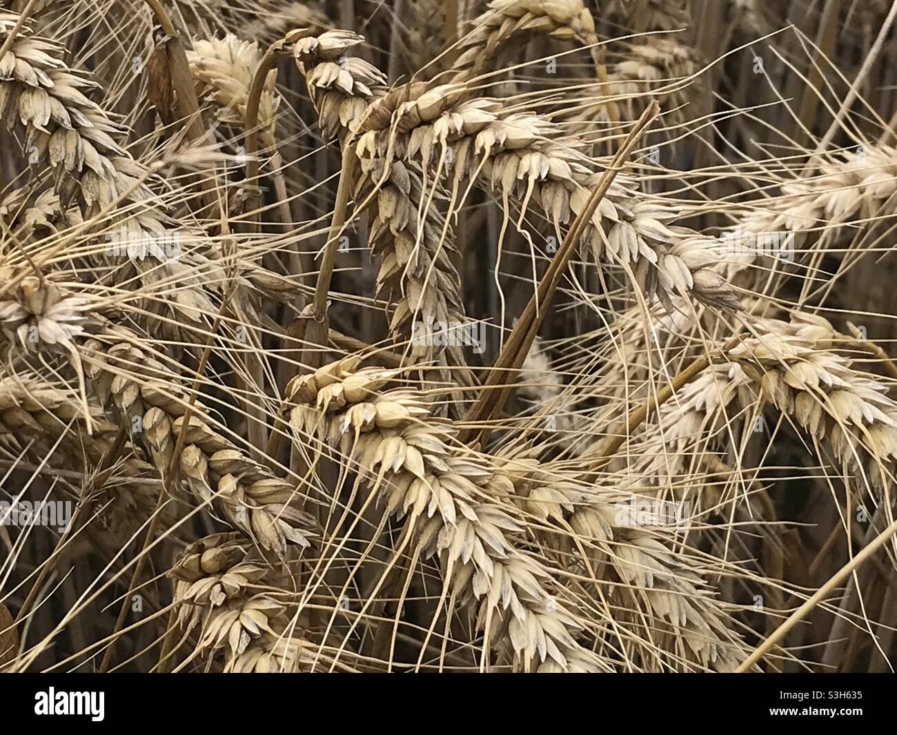Nahaufnahme von einem Weizenfeld Sommer 2021. Stockfoto