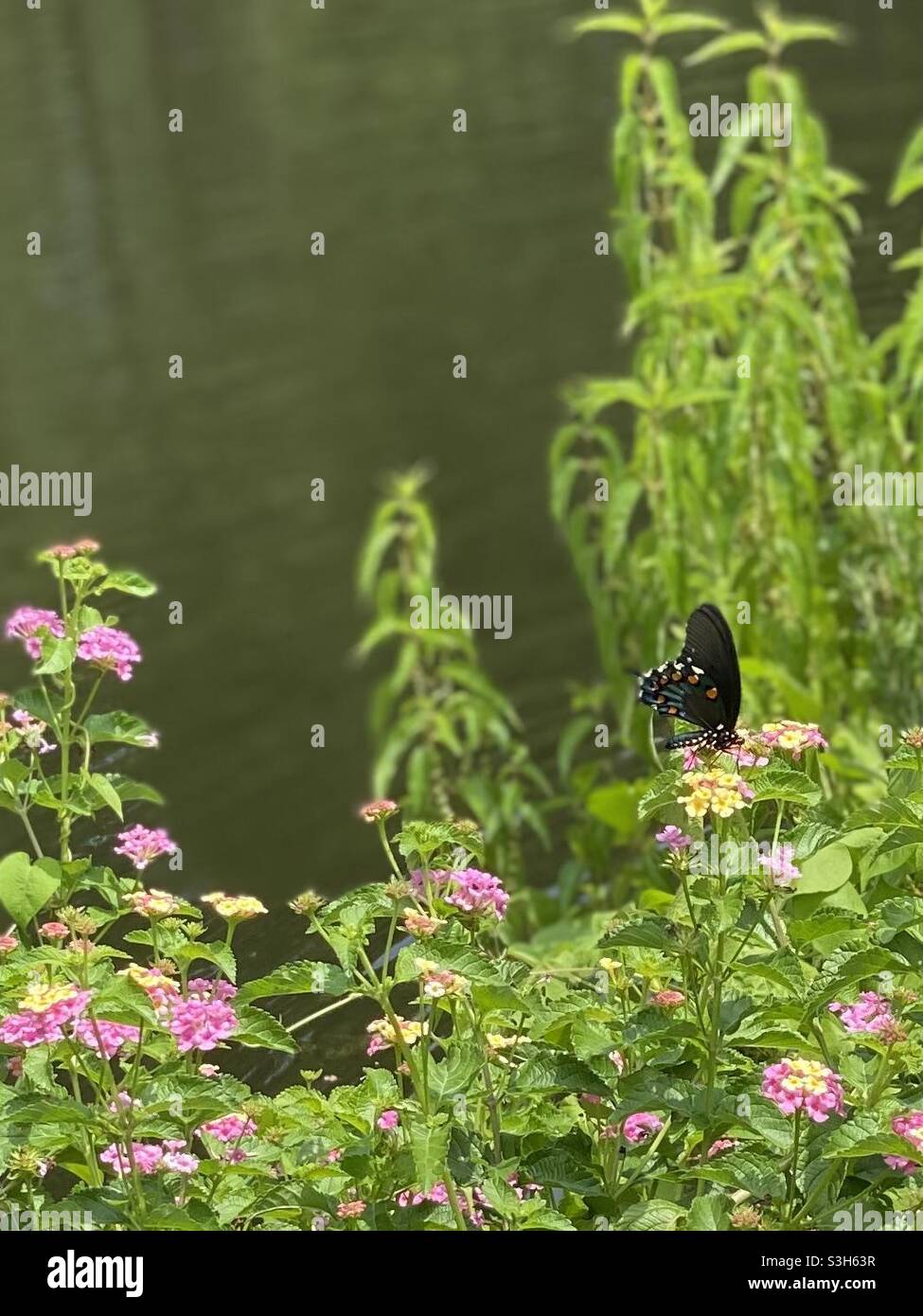 Schwarzer und blauer Schmetterling an einem See Stockfoto