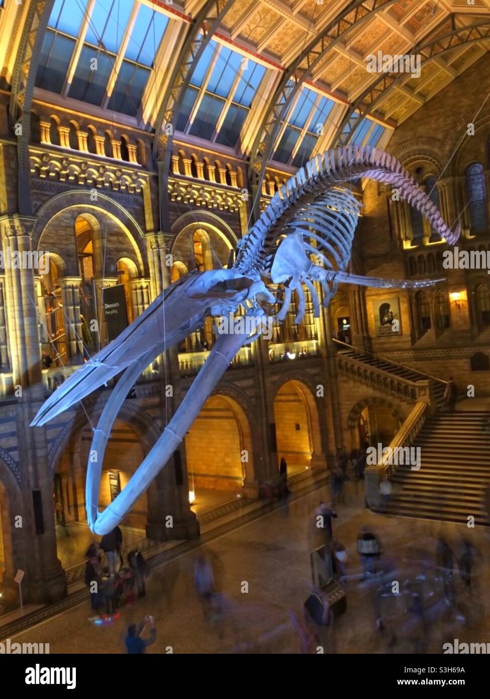 Skelett des Blauwals im Naturhistorischen Museum Stockfoto