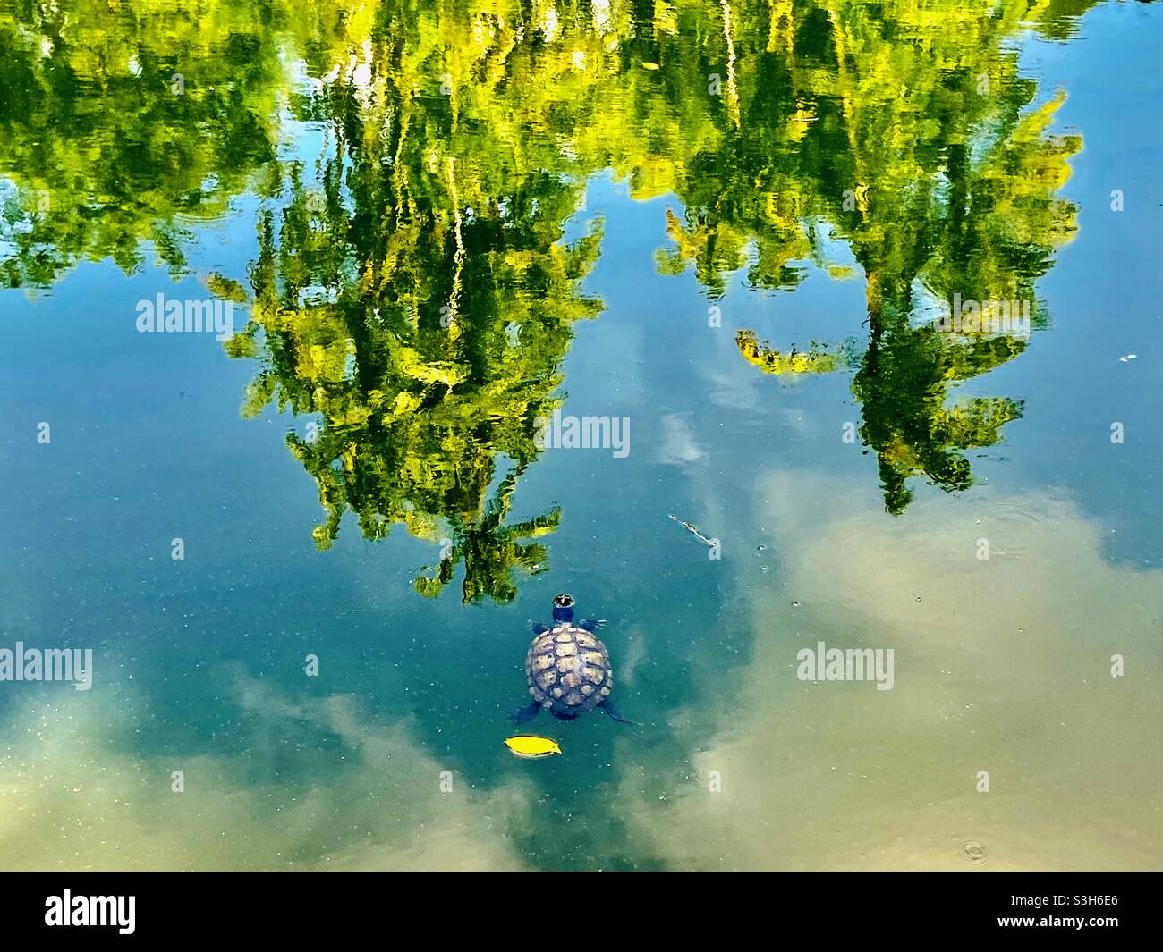 Hat ein Foto dieser wunderschönen Schildkröte im See des Botanischen Gartens Singapur gemacht. Der Himmel und die Bäume spiegeln sich im Wasser und es wirkt wie ein Gemälde. Stockfoto