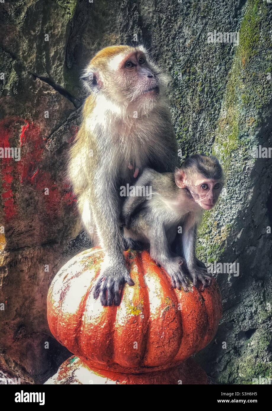 Langschwanzmakaken (Macaca fascicularis) Mutter und Baby in den Batu Caves, Kuala Lumpur, Malaysia - Smartphone-aufgenommenes Stockfoto
