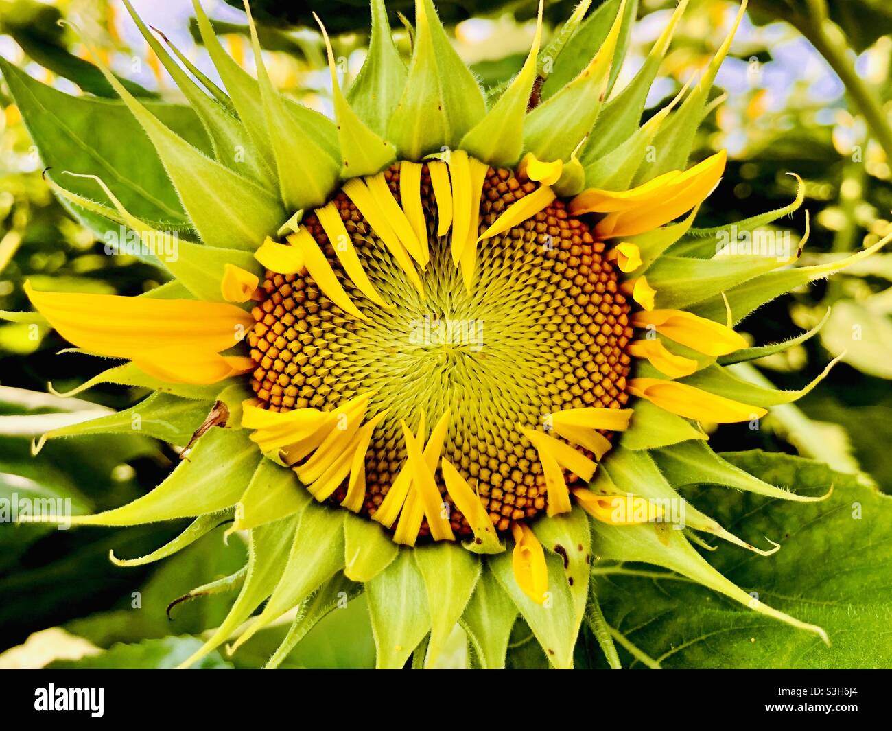Teilweise offene Sonnenblumenblüte auf landwirtschaftlichem Feld Stockfoto