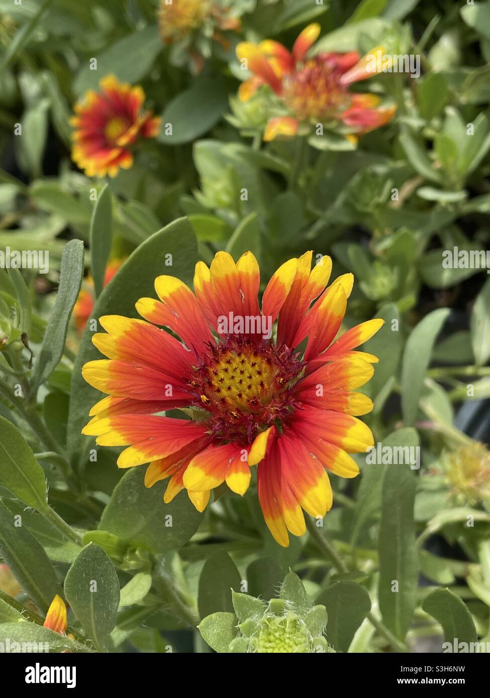 Rote und gelbe Nadelblüten Stockfoto