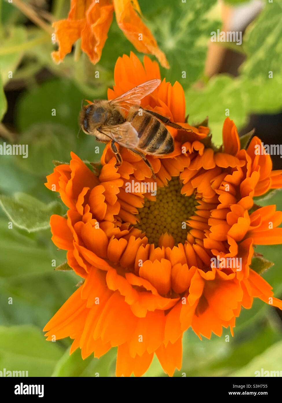 Eine wunderschöne Honigbiene sammelt Pollen und Nektar auf einer orangefarbenen Calendula-Blume, während sie sich in der Natur und in der Nähe des Bestäuberers öffnet - Smartphone-aufgenommenes Stockfoto