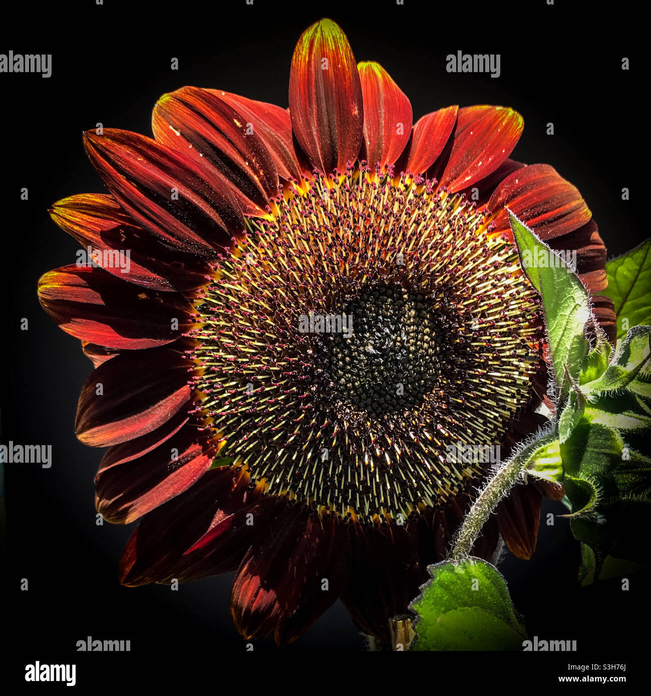 Schokoladenblumenblume „Moulin Rouge“ Nahaufnahme. - Smartphone-aufgenommenes Stockfoto