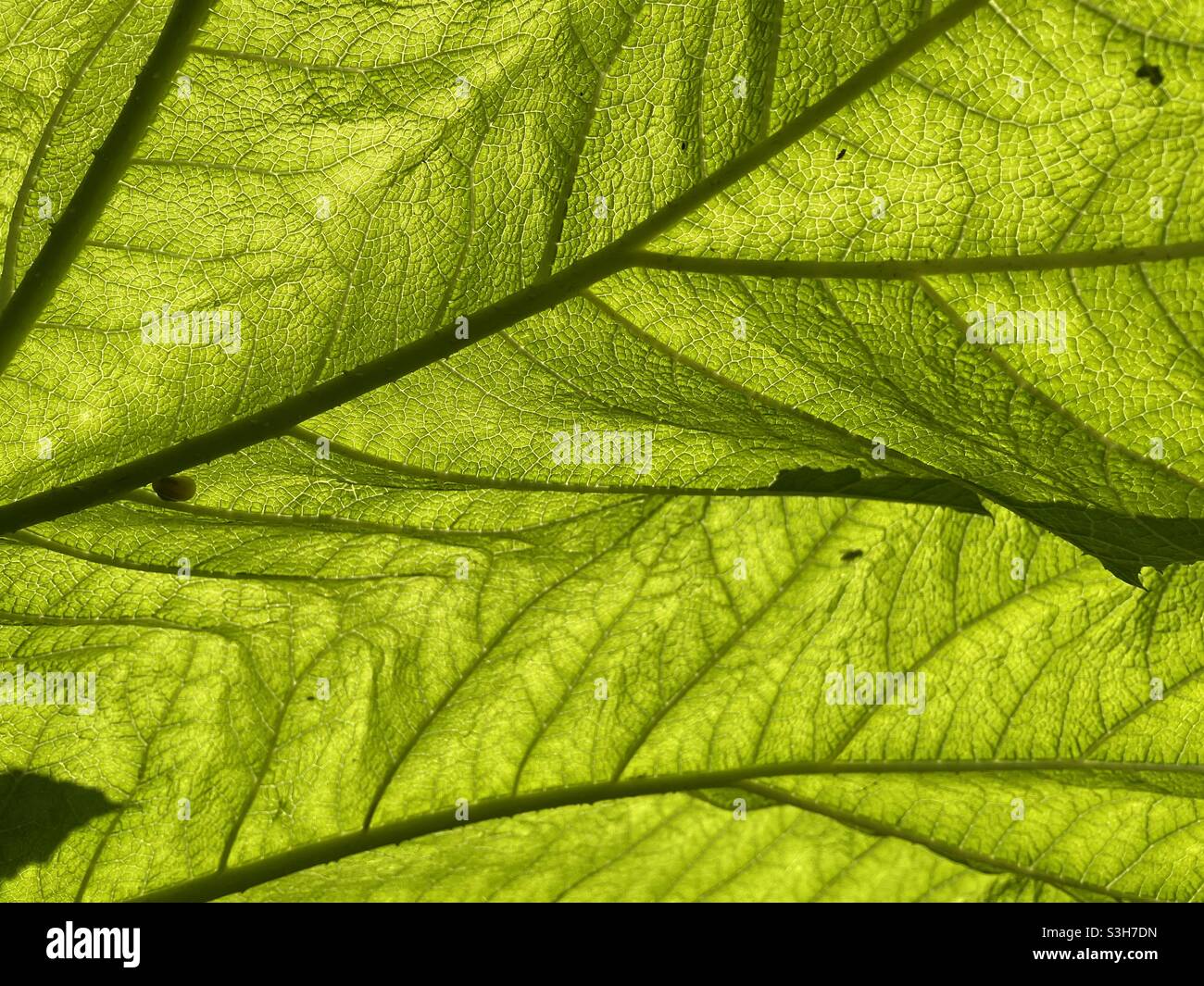 Hintergrundbeleuchtetes Blatt mit Adern im Blatt. Stockfoto