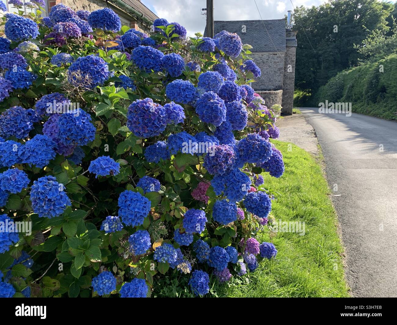 Französische Hortensien blühen auf einem Landweg Stockfoto