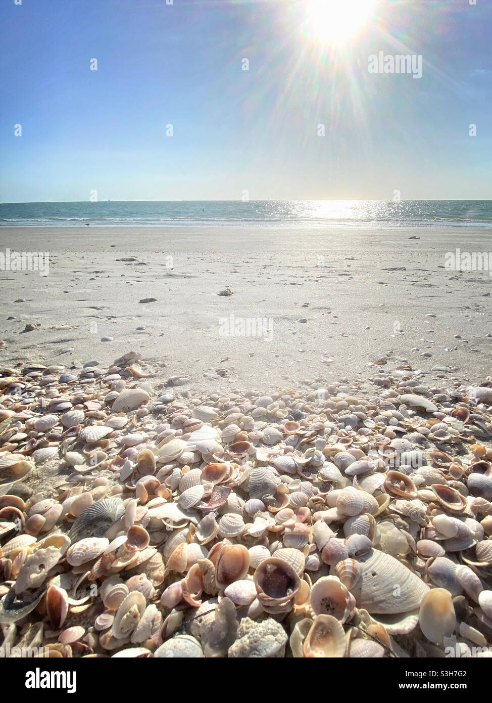 Niedriger Blick auf die Muscheln am Strand - Smartphone-aufgenommenes Stockfoto