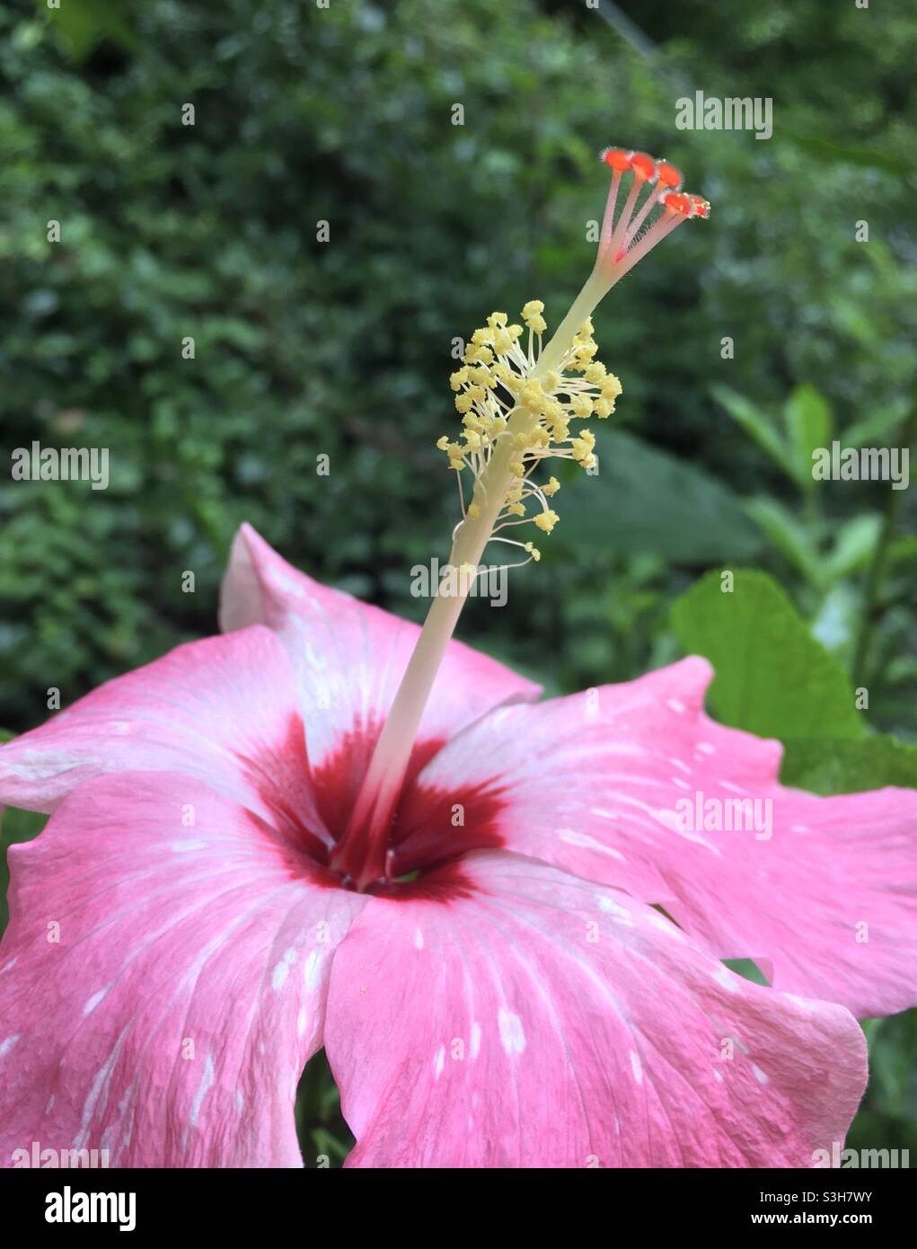 Rosa Hibiskus-Blume Stockfoto