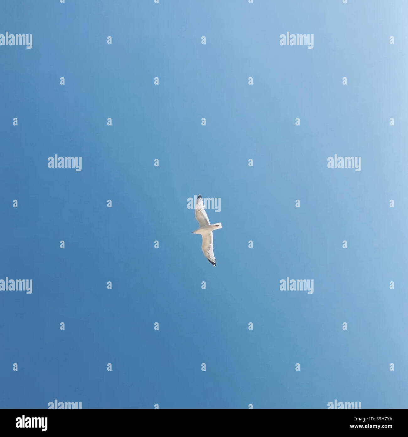 Möwe fliegt über einen klaren blauen Himmel - Smartphone-aufgenommenes Stockfoto