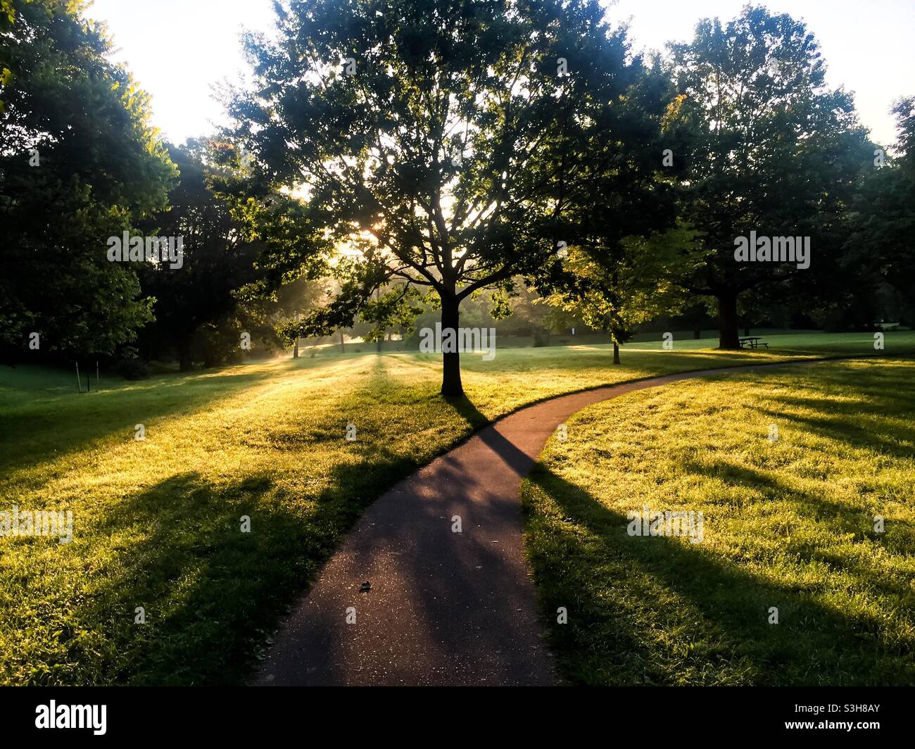 Spiel von Licht und Schatten in einem schönen Park, Ontario, Kanada. Konzepte: Stille, Morgen, shinrin-yoku, expressive Natur, Beginn, Frisch, neu. Stockfoto