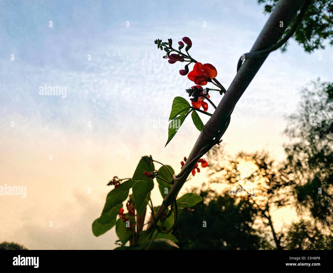 Ein Foto der Blumen einer Laufbohnen-Pflanze vor einem Sonnenuntergangshimmel. Gemüse im Garten anbauen - Smartphone-aufgenommenes Stockfoto