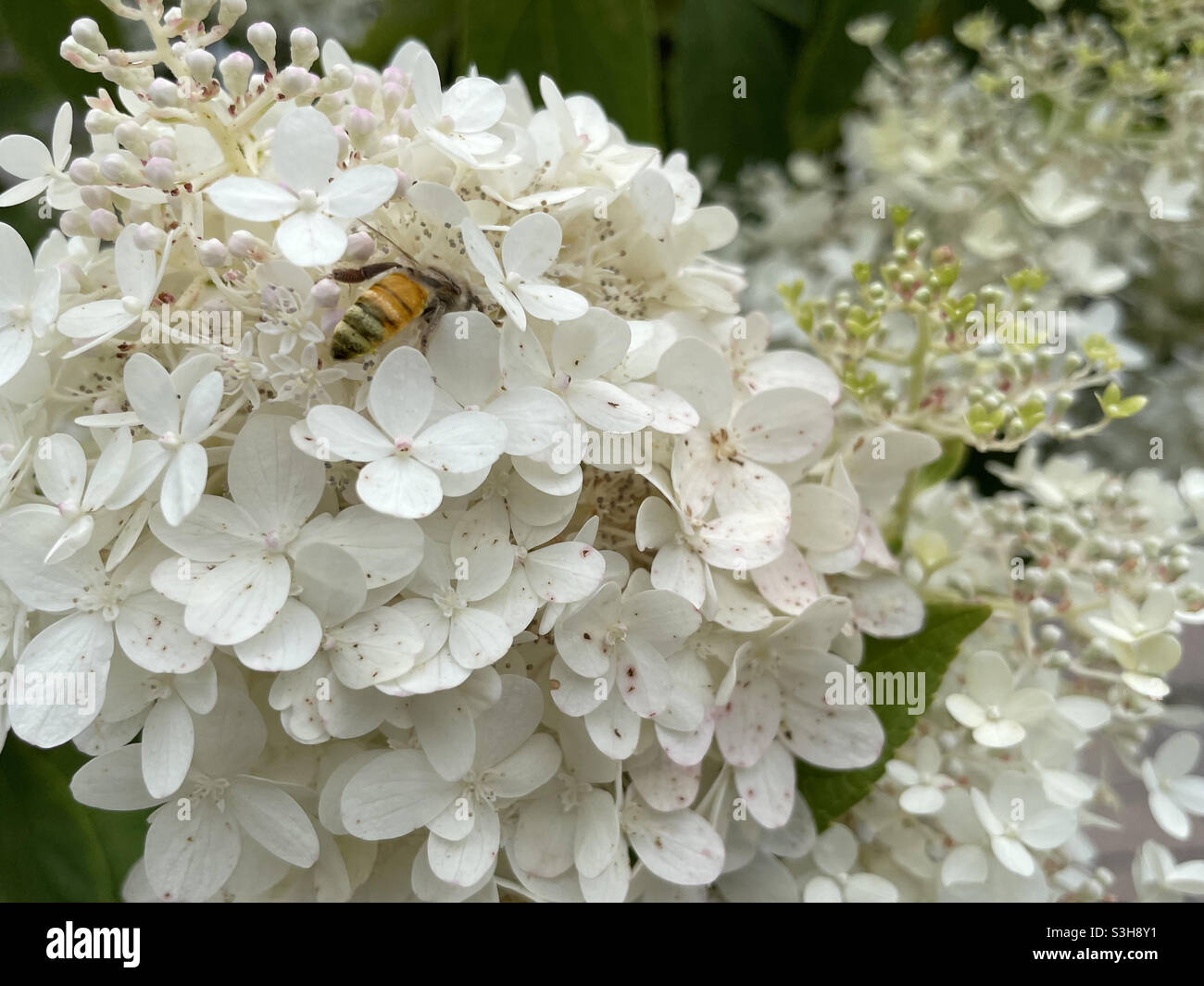 Bienen in Hydrangea, Stouffville, Ontario, 2021 Stockfoto