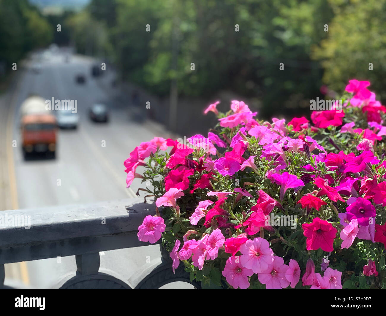 Sommer helle Blumen in Sonnenlicht - Smartphone-aufgenommenes Stockfoto