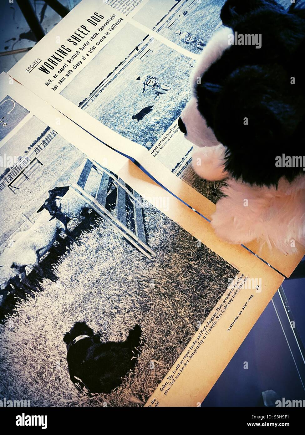 Ein kleiner Border Collie Stofftier lernt Technik vom Meister in einem Artikel in einem Magazin, USA - Smartphone-aufgenommenes Stockfoto