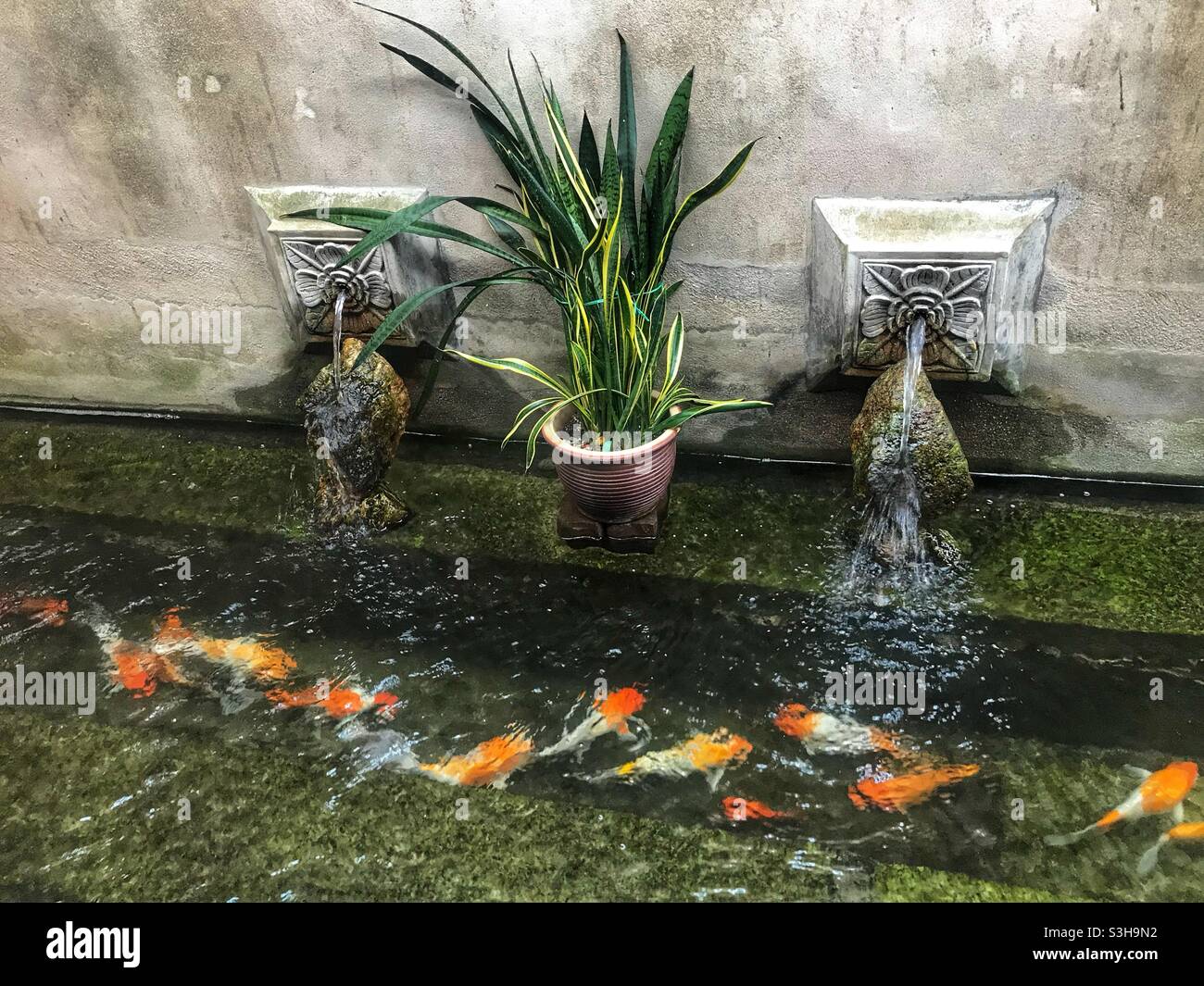Koi fischen in einem Wasserspiel im Klanhaus Leong San Tong Khoo Kongsi in George Town, Penang, Malaysia - Smartphone-aufgenommenes Stockfoto
