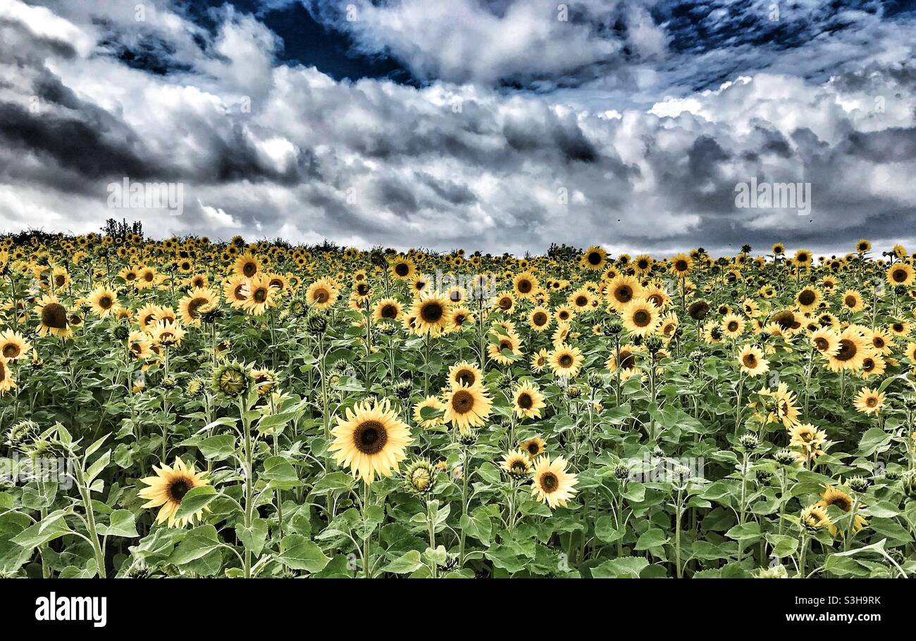 Feld der Sonnenblumen mit einem dramatischen Himmel oben Stockfoto