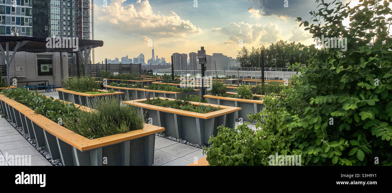 Erhöhte Gemüsebeete Gemüsegarten auf der grünen Dachterrasse auf der Terrasse eines Hochhauses in Long Island City, Queens - Smartphone-aufgenommenes Stockfoto