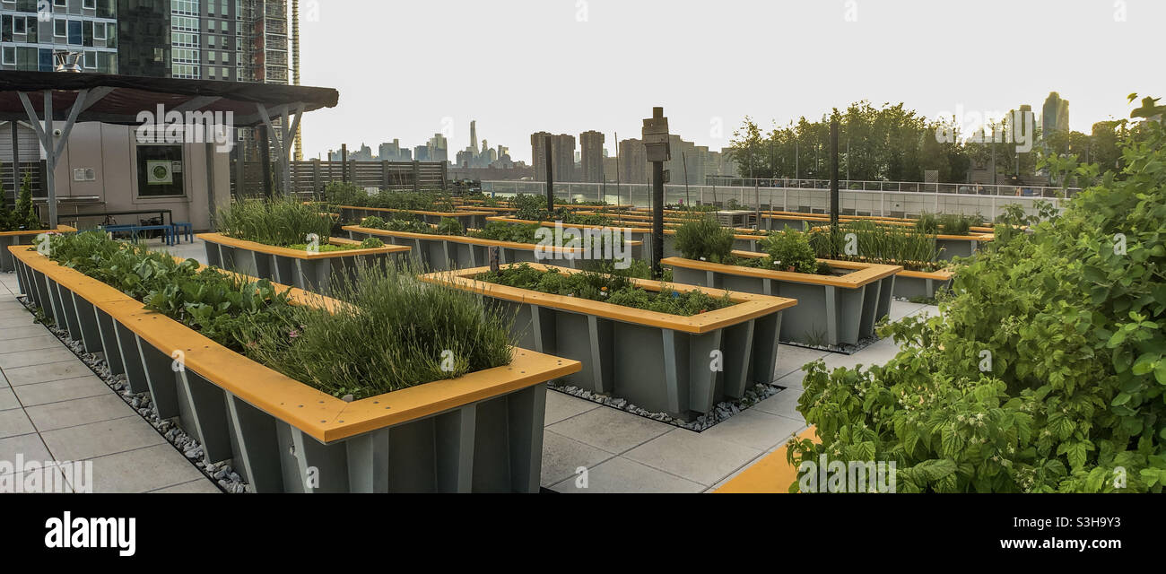Erhöhte Gemüsebeete Gemüsegarten auf der grünen Dachterrasse auf der Terrasse eines Hochhauses in Long Island City, Queens - Smartphone-aufgenommenes Stockfoto